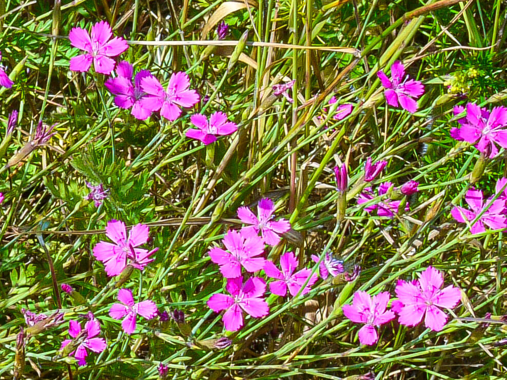 Bakke-nellike (Dianthus deltoides)