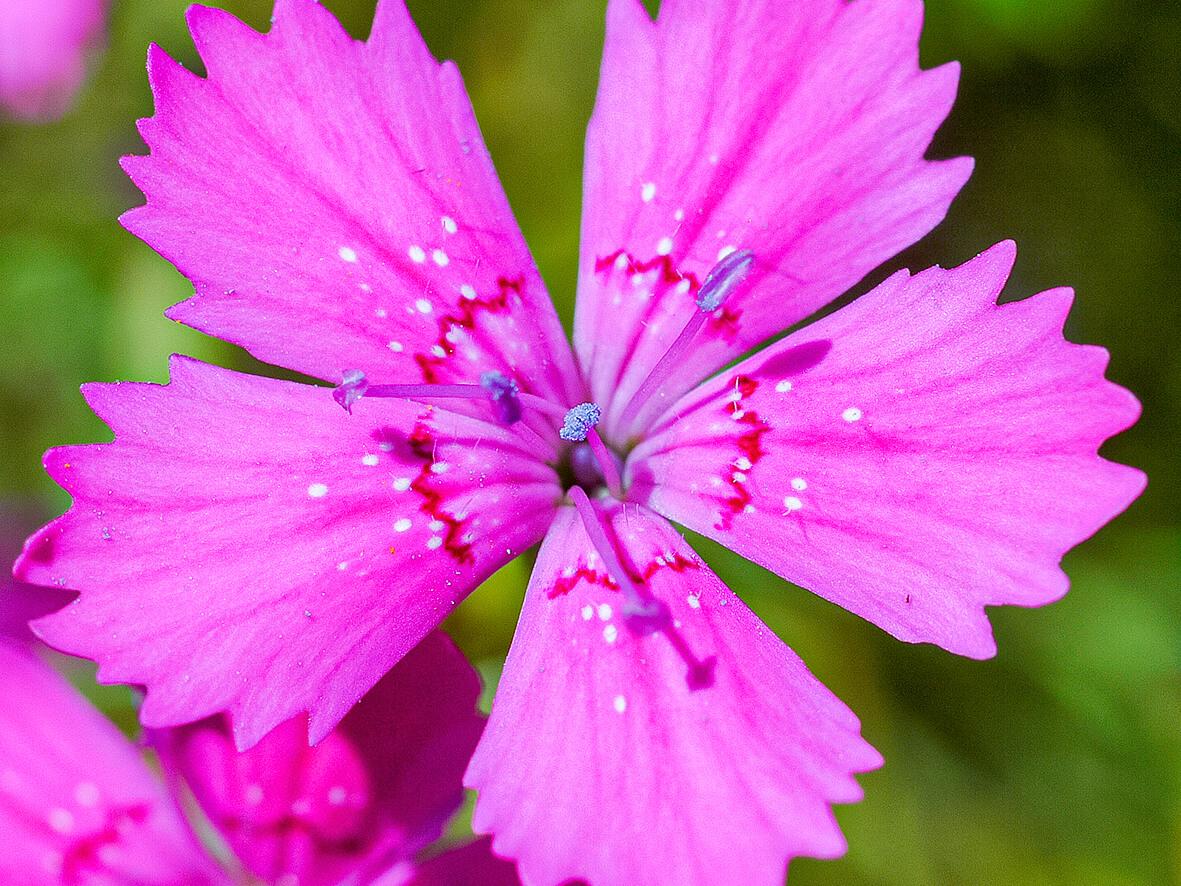 Enkeltblomst af bakke-nellike (Dianthus deltoides)