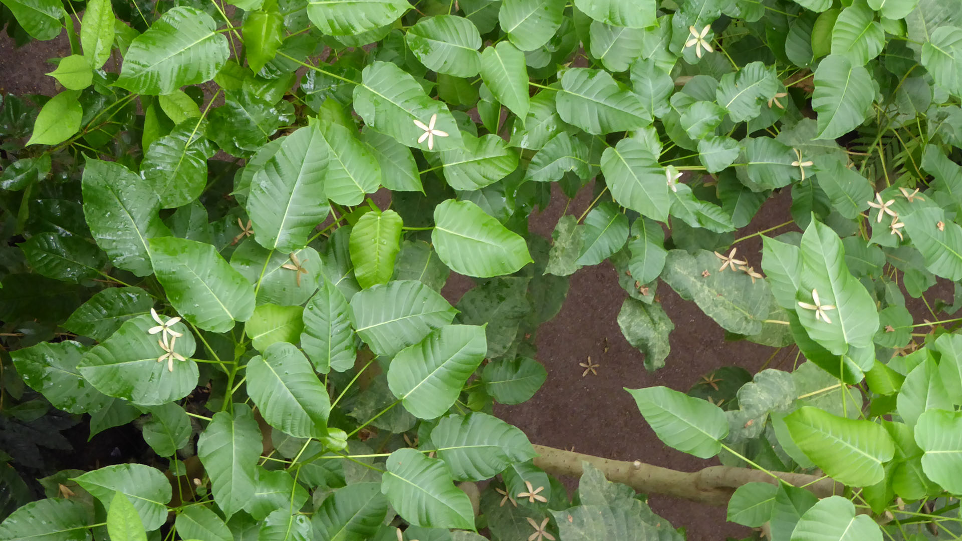 Dynamittræets krone