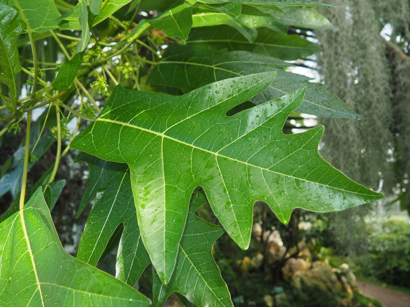 Træet har fået navnet egebladet papaya fordi dets blade minder meget om egeblade