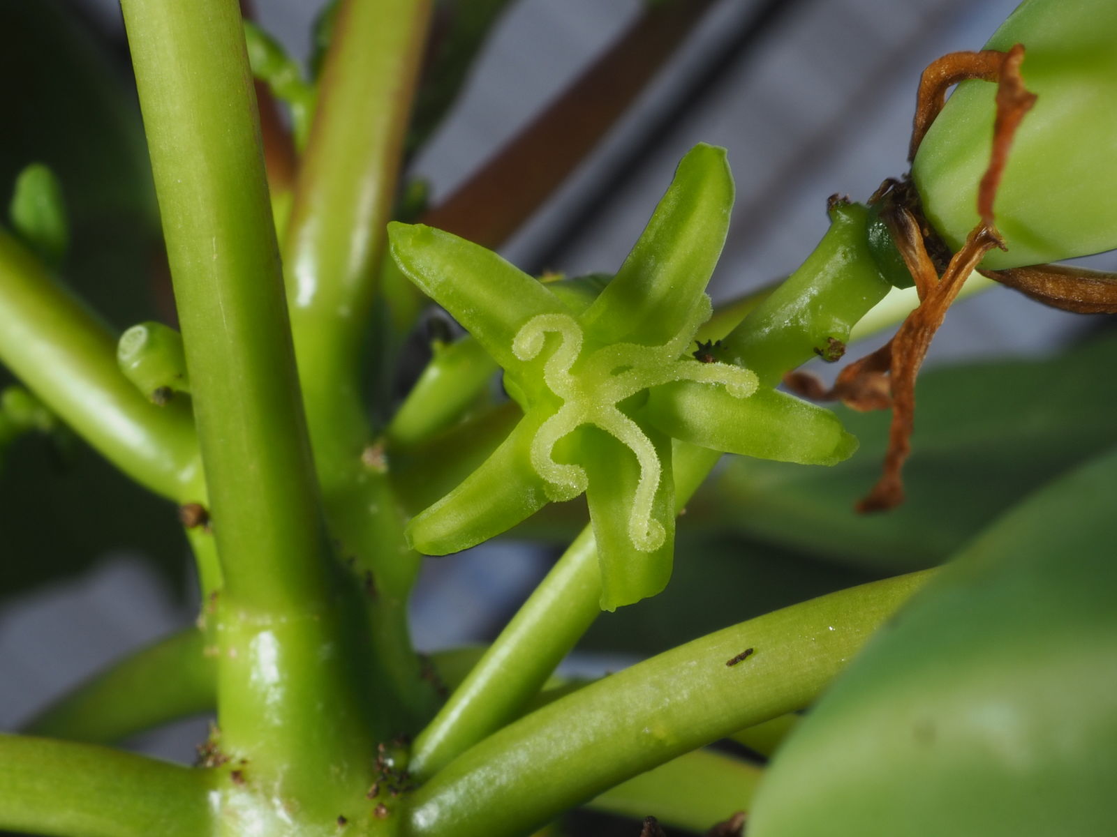 Nærbillede af hunblomst