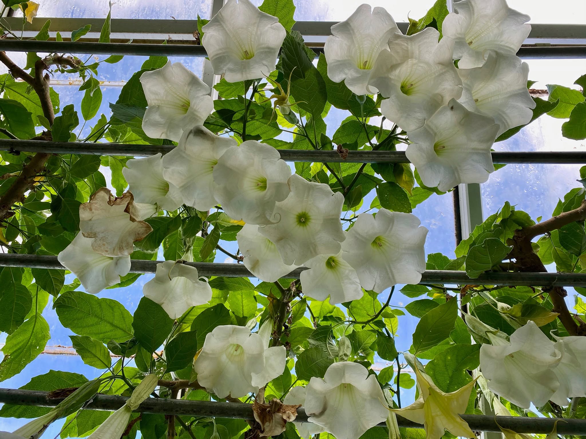 De store tragtformede blomster bestøves af natsværmere