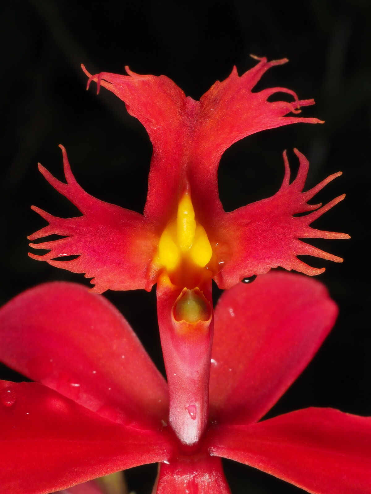Blomstens lille læbe (labellum) har form som et kors