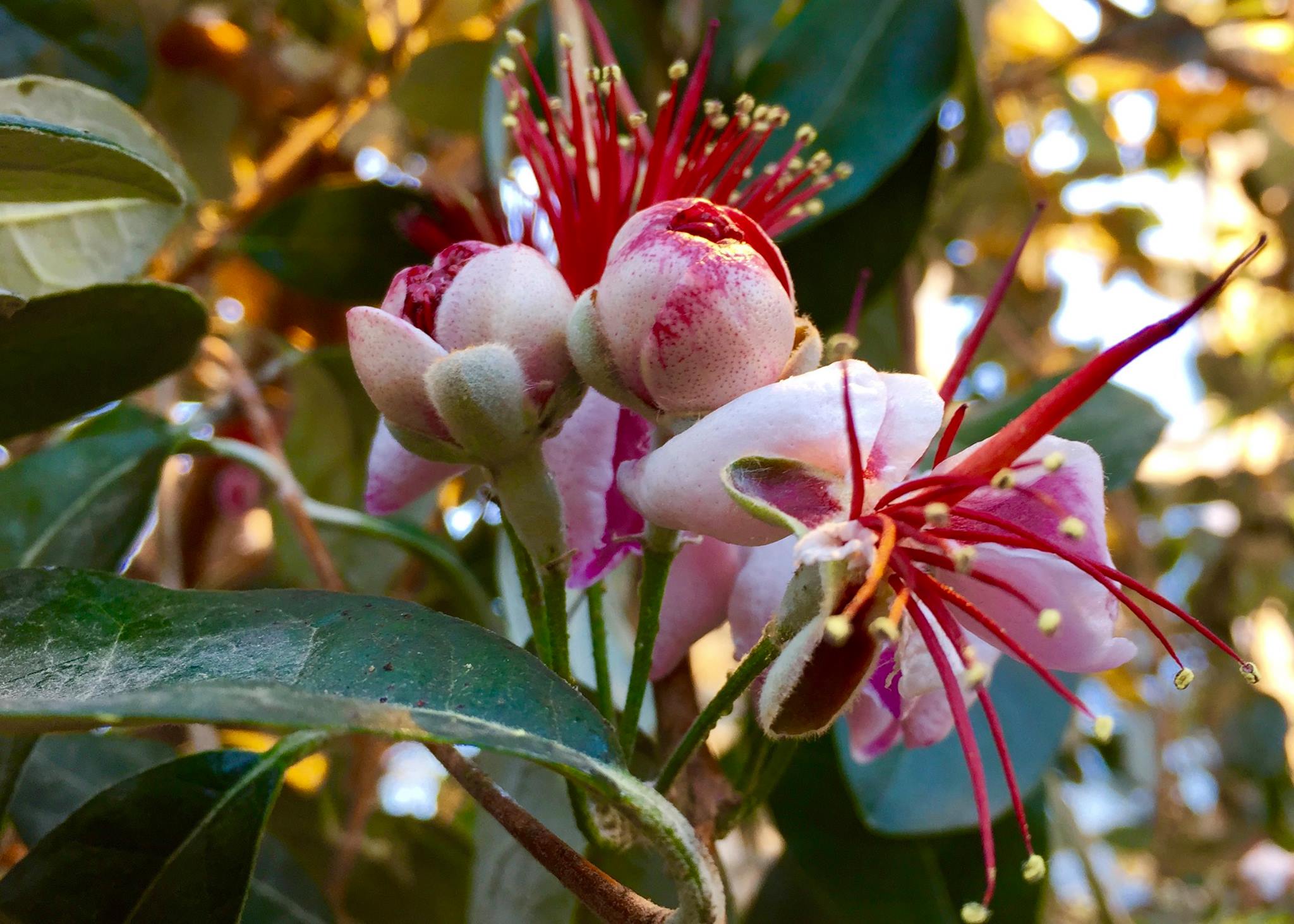 Feijoa – blomster