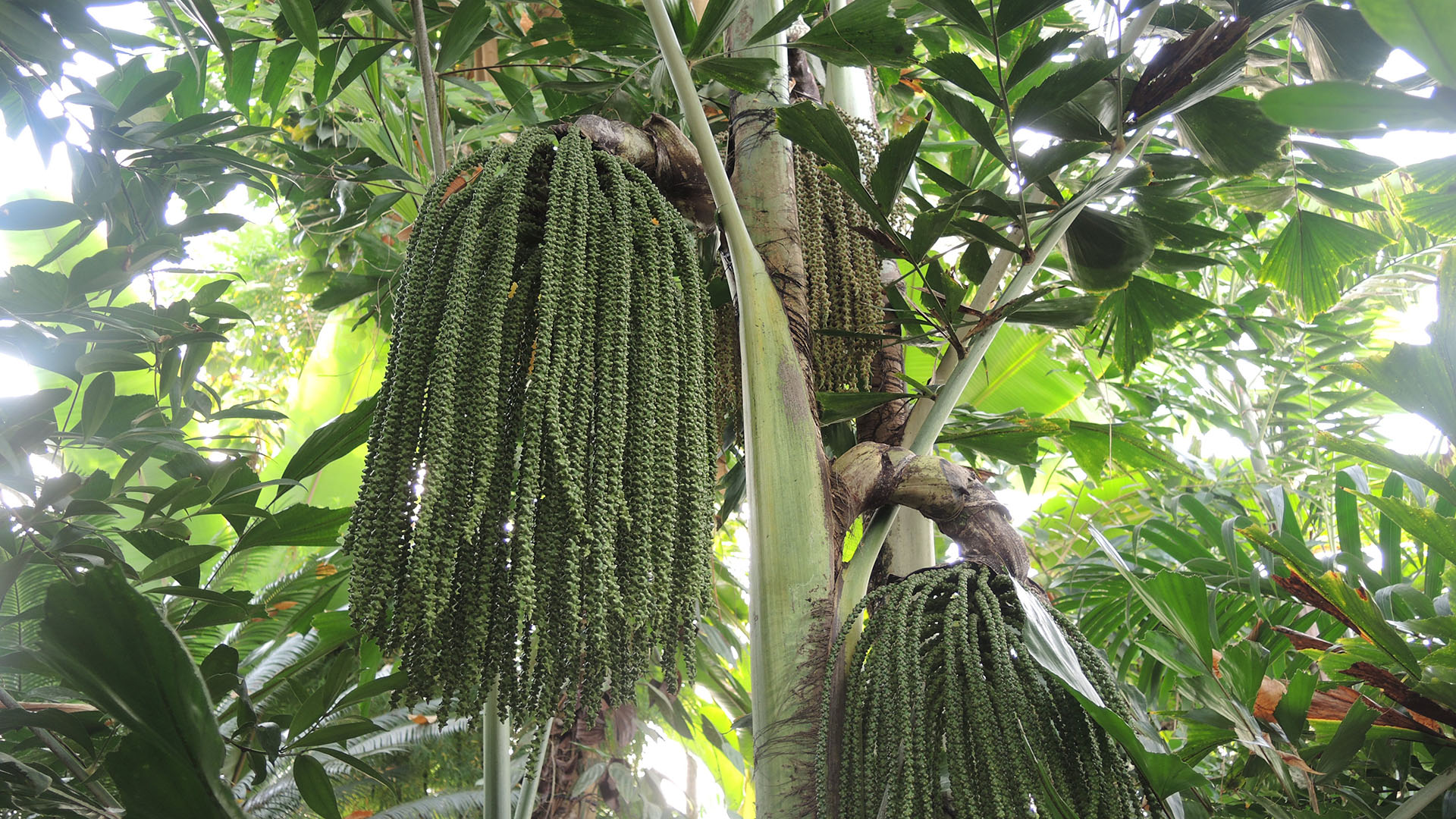 Fishtail palm (Caryota mitis)