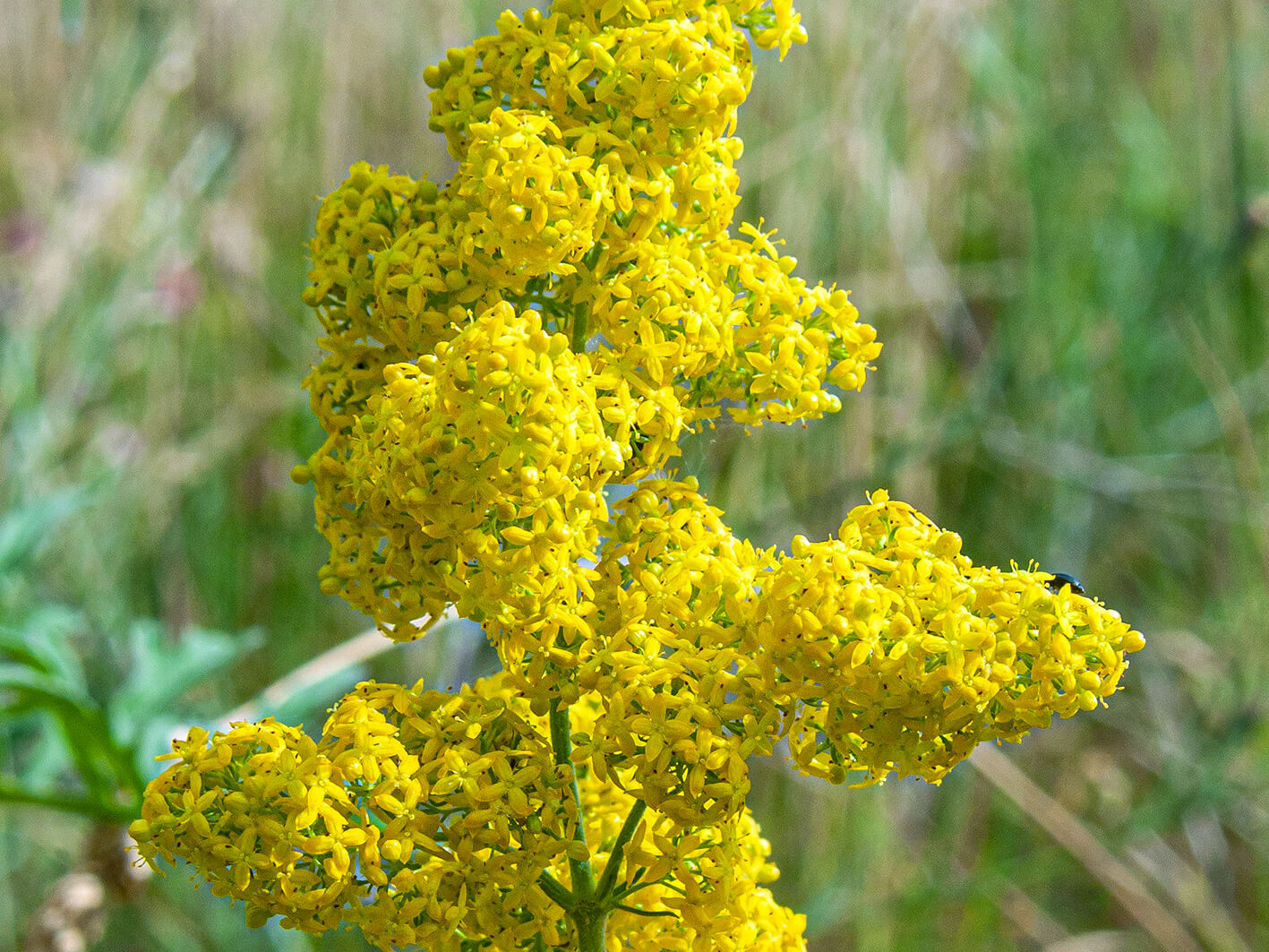 Gul snerre (Galium verum). 