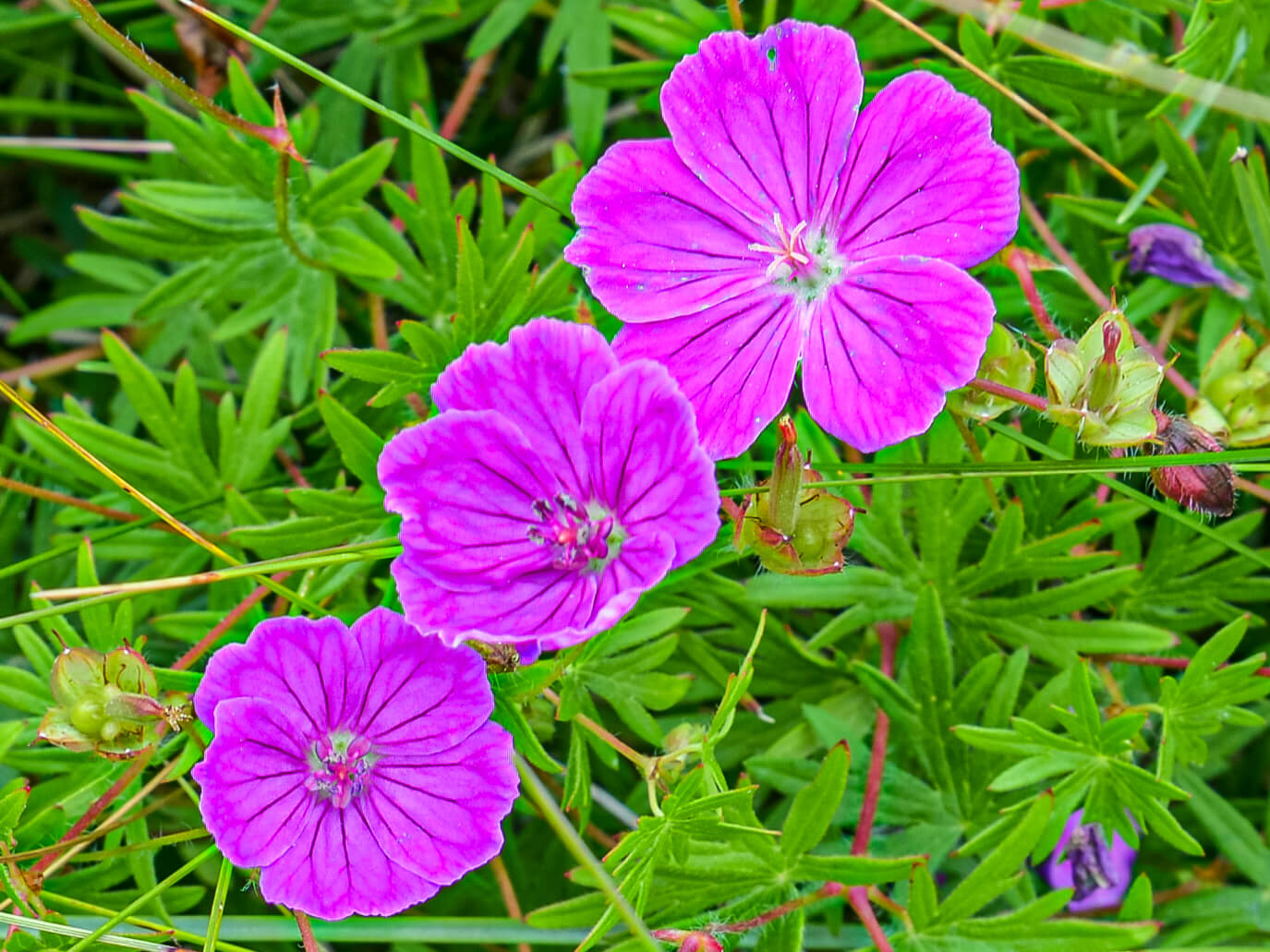 Blodrød storkenæb (Geranium sanguineum)