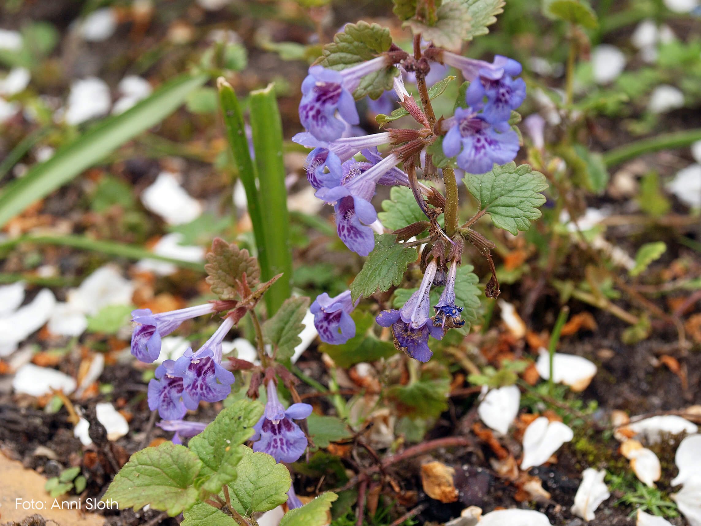 Korsknap (Glechoma hederacea)