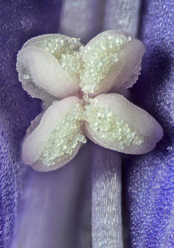 Korsknap (Glechoma hederacea)