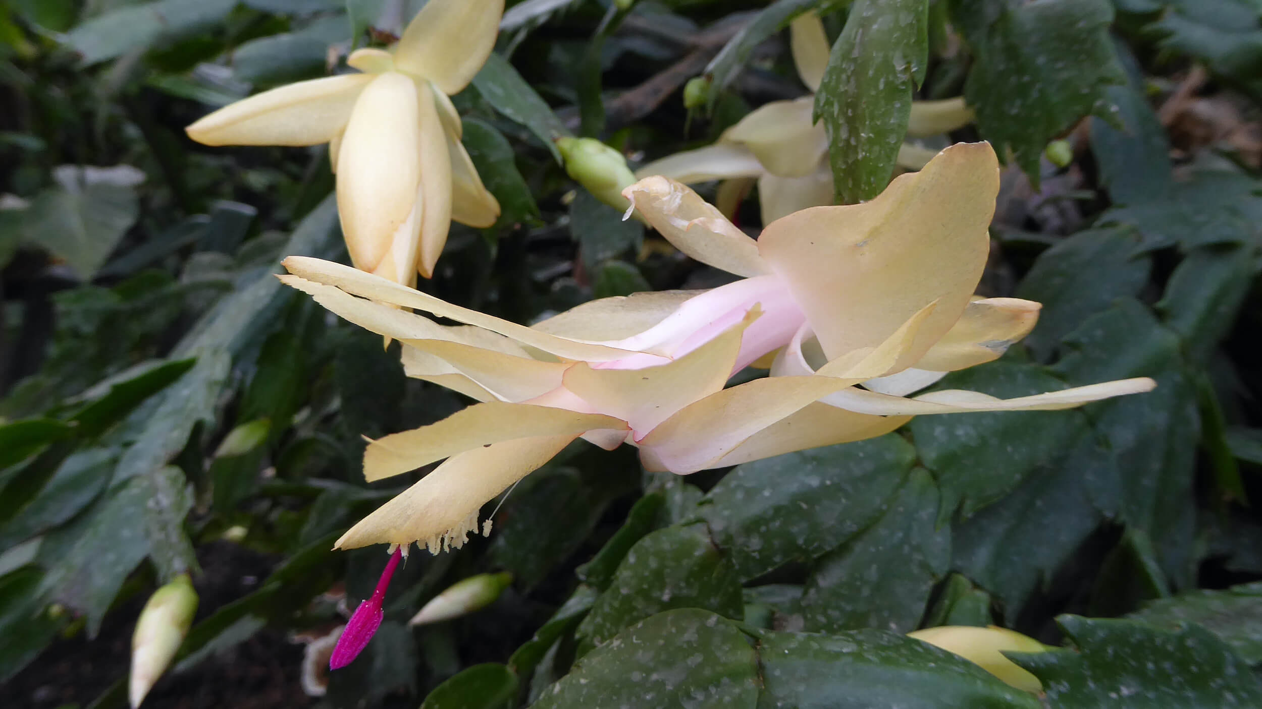 Flowers of holiday cactus (Schlumbergera)