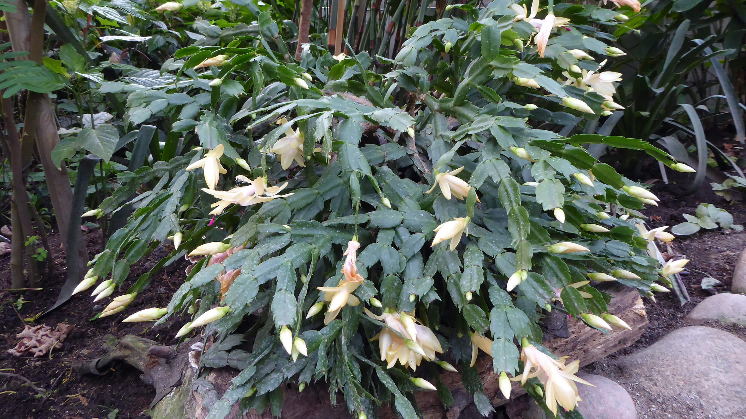 Helligdagstaktus (Schlumbergera)