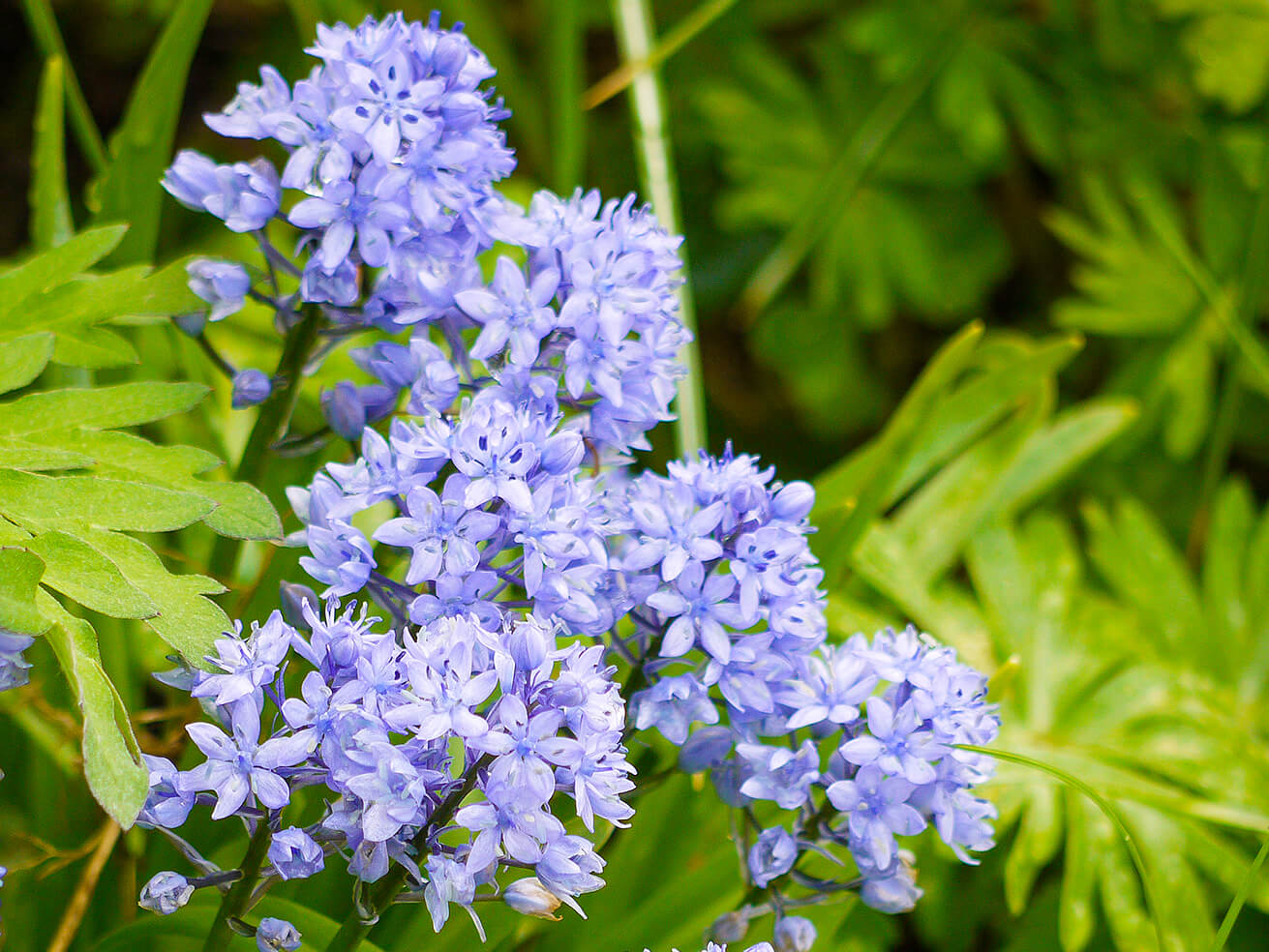Italiensk klokkeskilla (Hyacinthoides italica)
