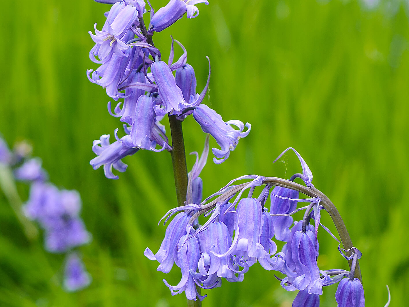 Inflorescence of Common bluebell (Hyacinthoides non-scripta)