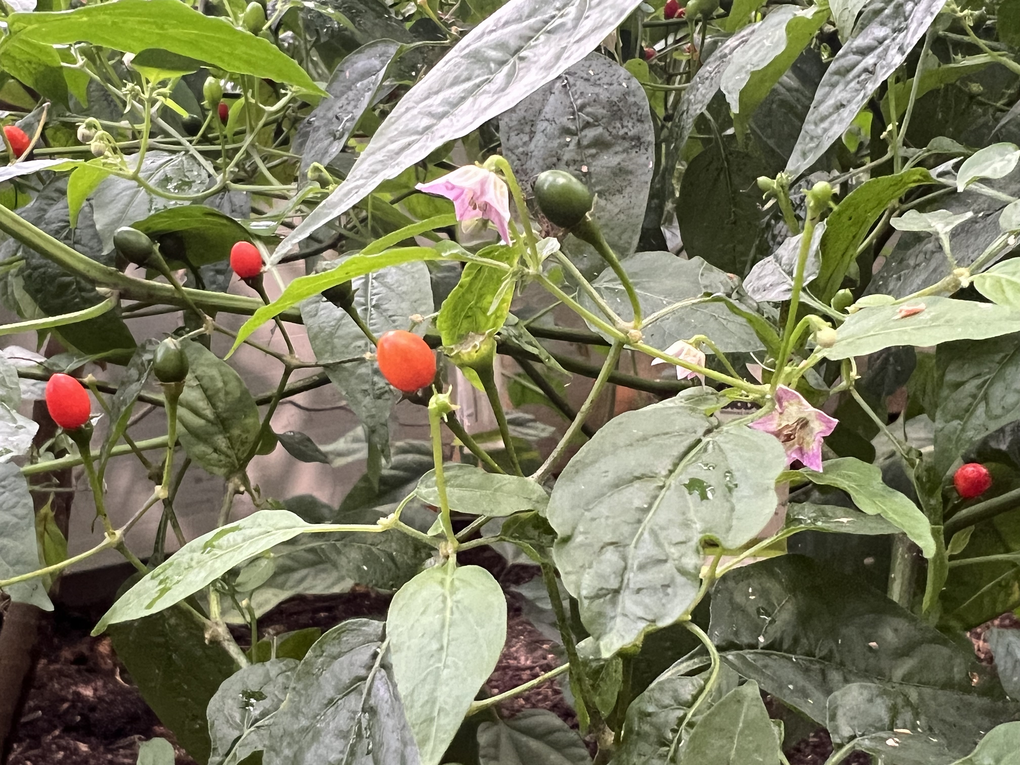 Chilli pepper with flowers and fruits. The flowers resemble those of the potato plant, which is not surprising since both chilli peppers and potatoes belong to the nightshade family (Solanaceae).
