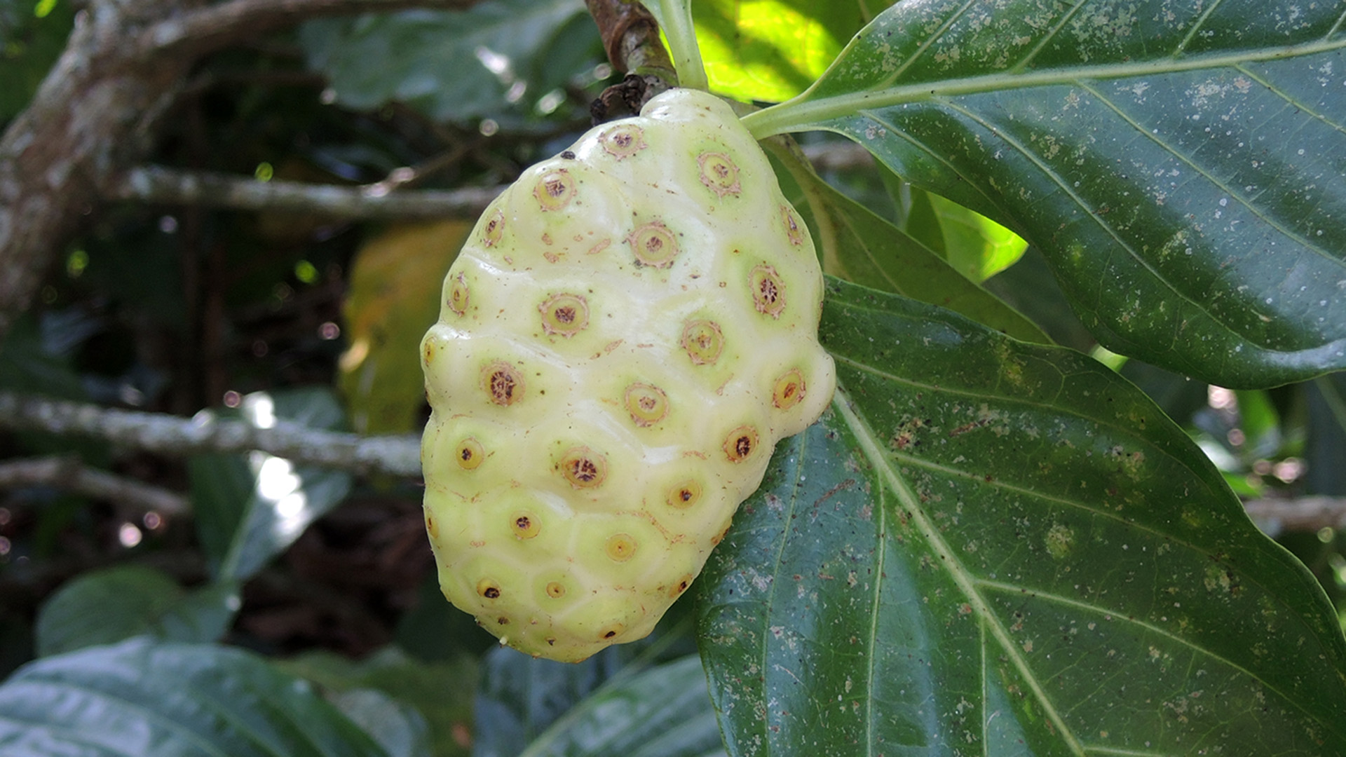 Noni, frugt på indisk svovltræ (Morinda citrifolia)