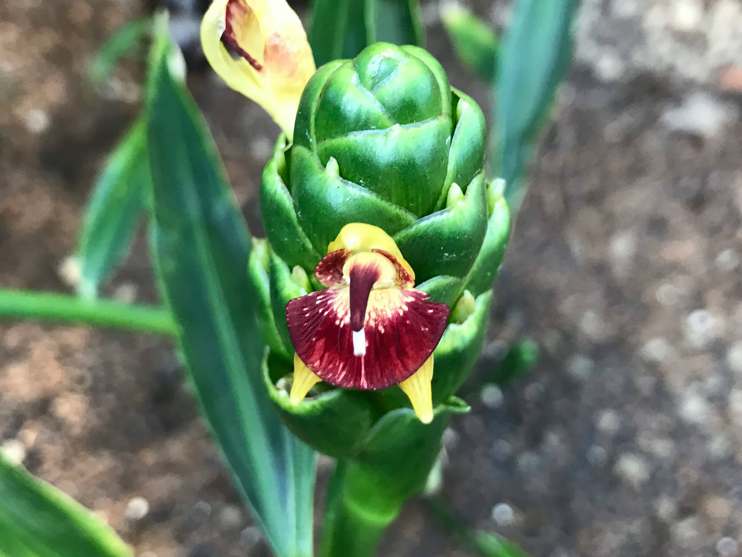 Ingefær blomsterstand