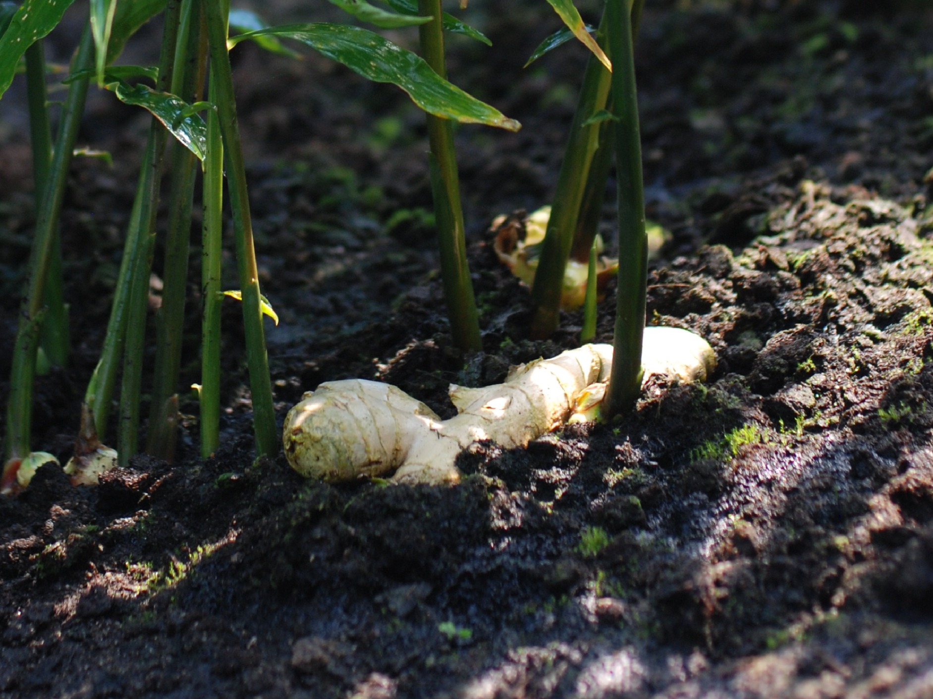Ingefærknold. Når den lægges i jord, begynder den hurtigt at danne rødder ned i jorden og blade op i luften.
