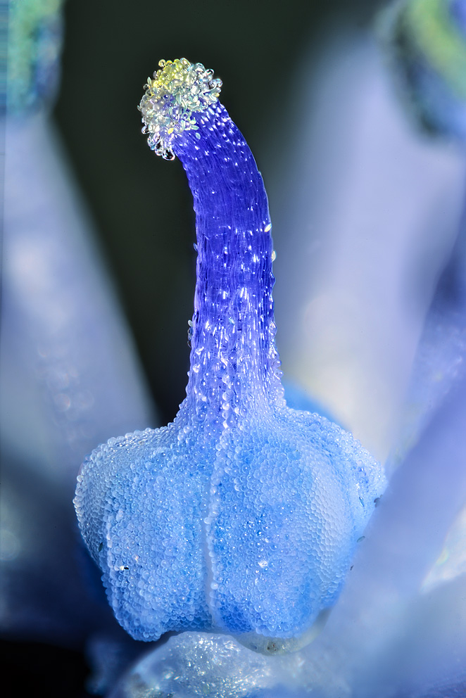 Italiensk klokkeskilla (Hyacinthoides italica). Ultra-nærbillede af frugtknude, griffel og støvfang med aflange, grønne pollenkorn på toppen.