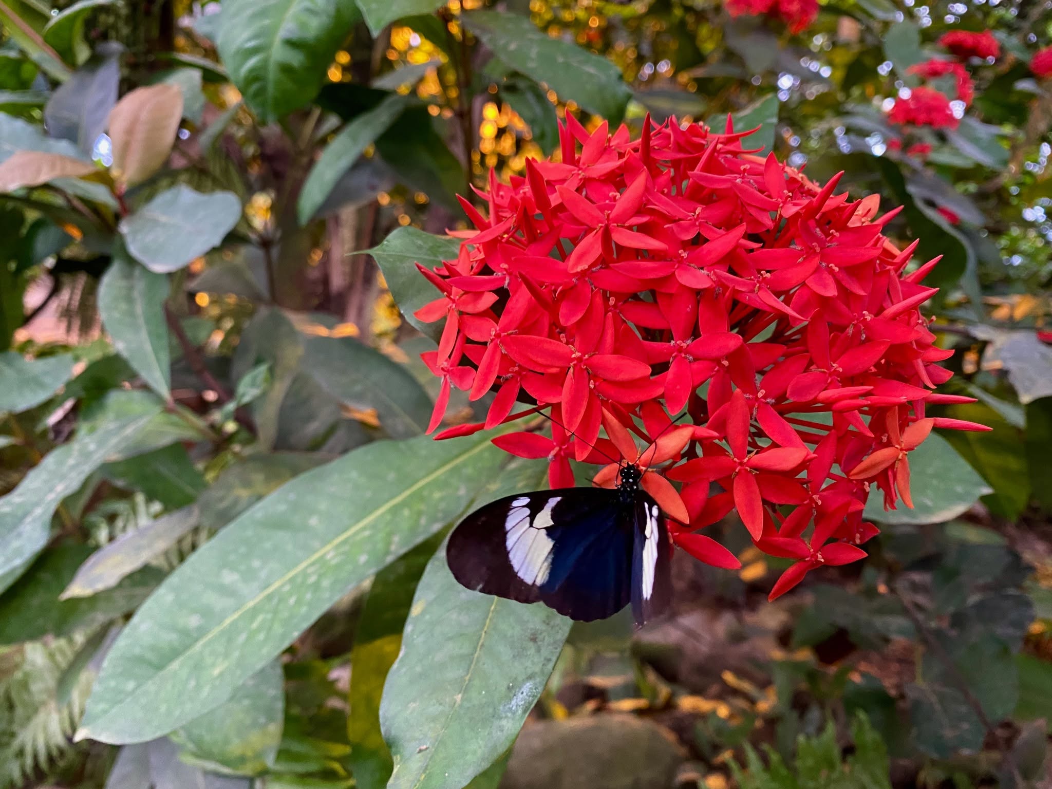 Scarlet jungle flame is pollinated by butterflies and other insects.