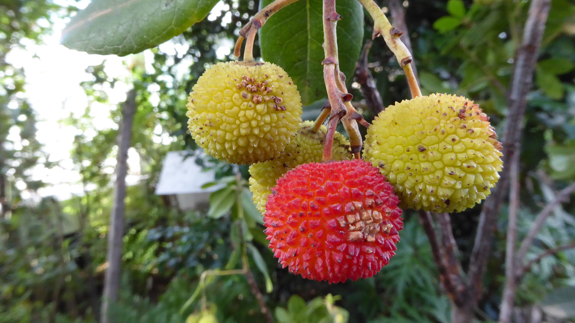 Jordbærtræets frugter ligner jordbær