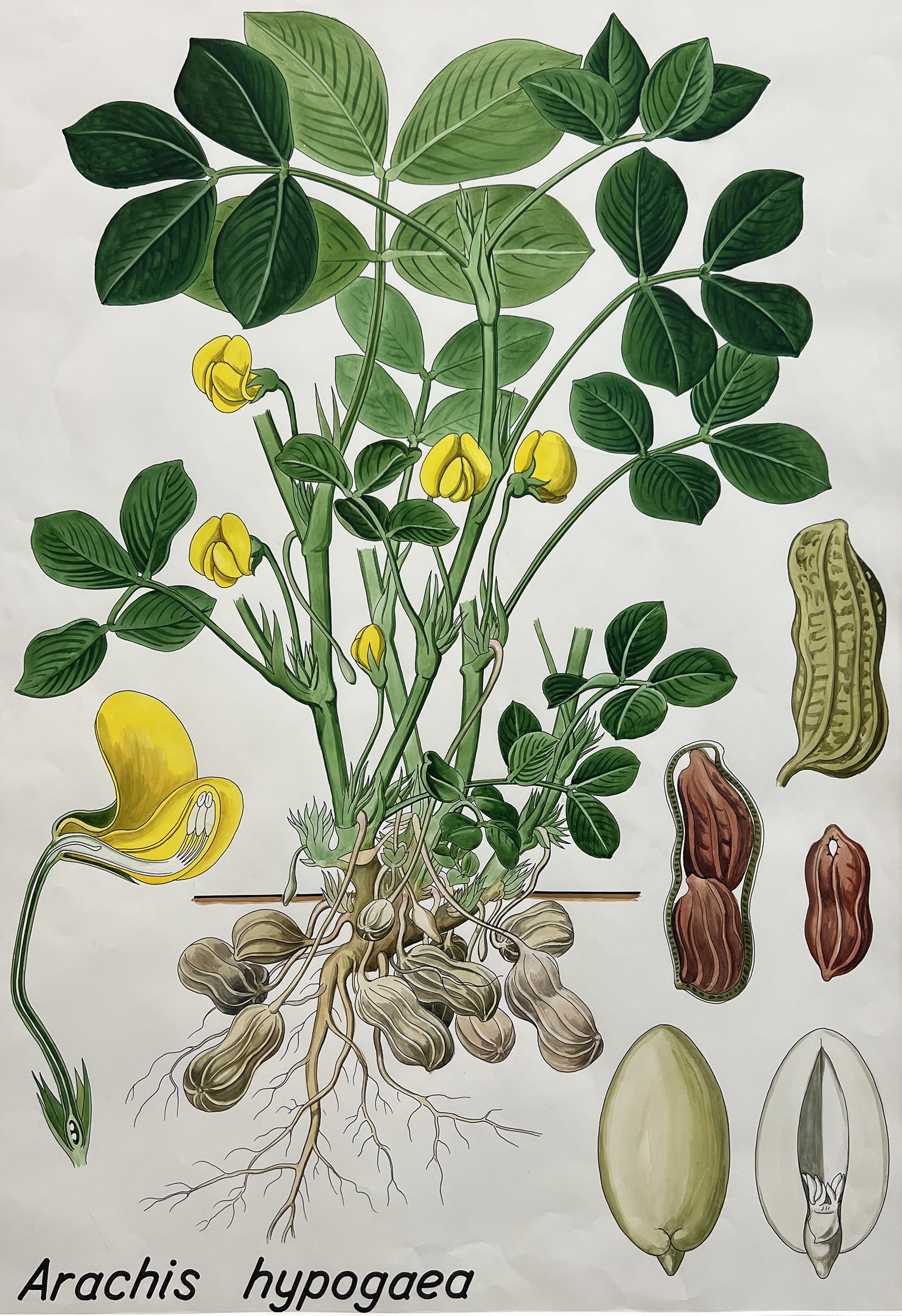 Undervisningsplanche af jodnød tegnet af Bent Johnsen. Planchen viser bl.a. hvordan frugterne udvikles under jorden og hvordan bælgen indeholder to frø (jordnødder)