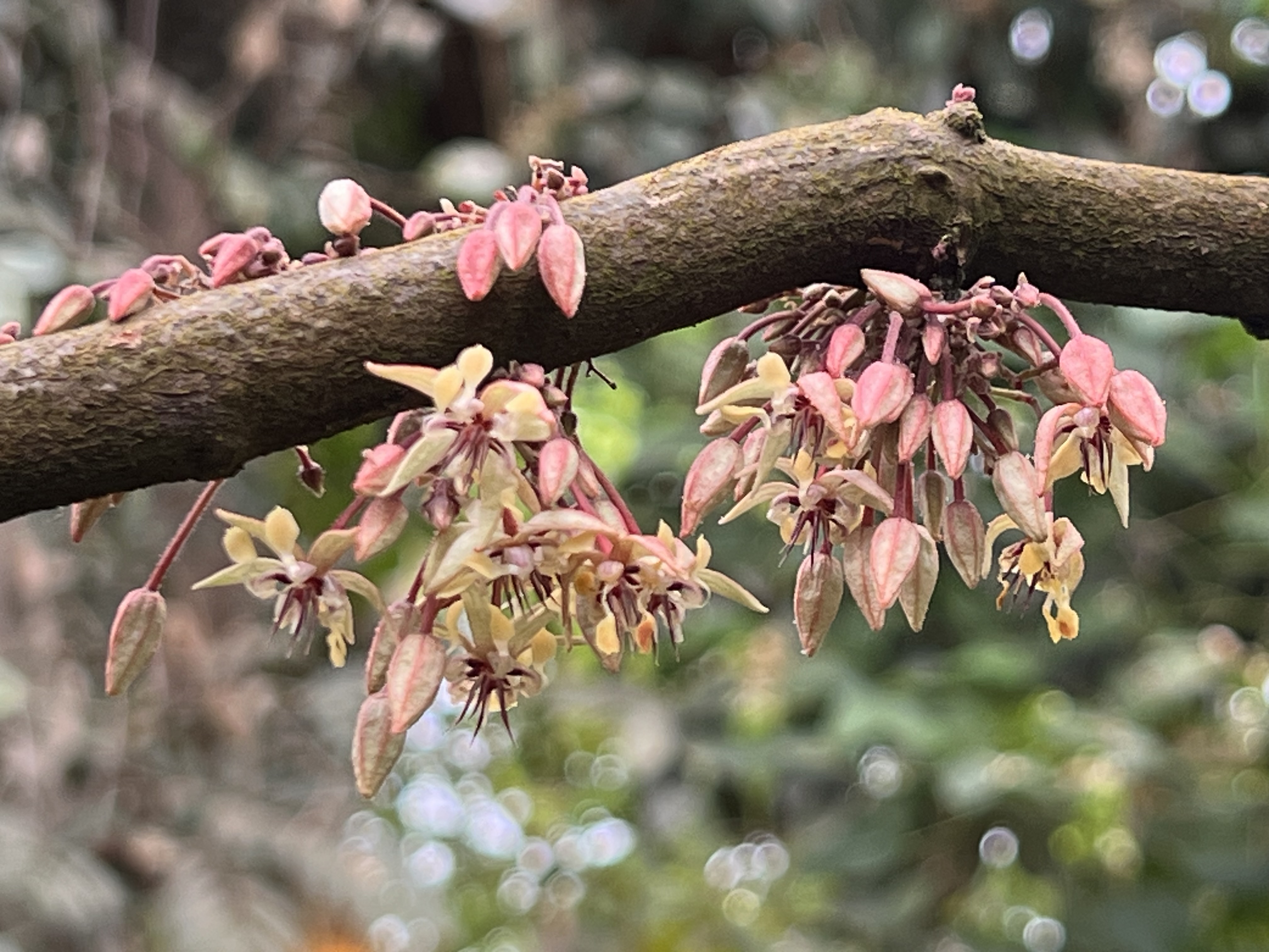 Kakaotræets blomster dannes direkte på stammen og de tykke grene, det kaldes cauliflori.