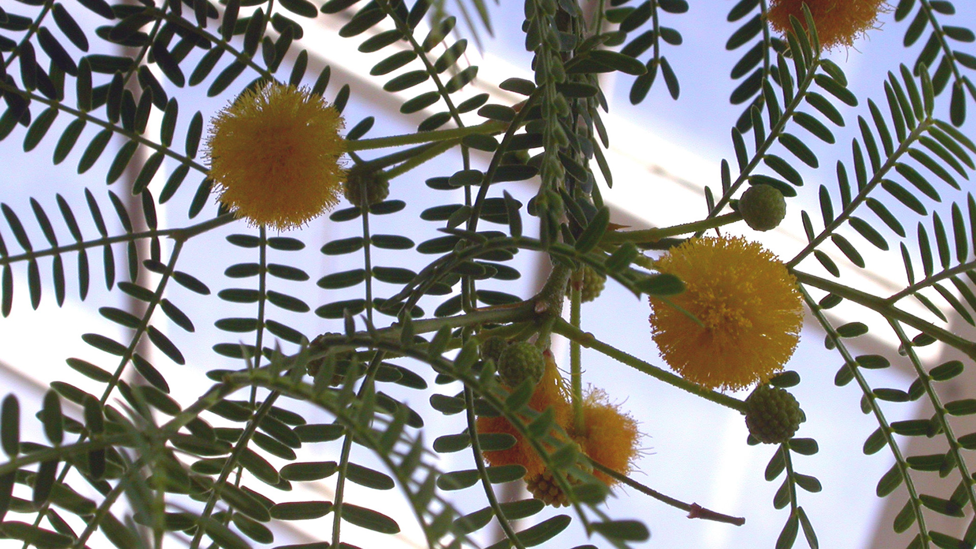 Blomstrende karroo-akacie