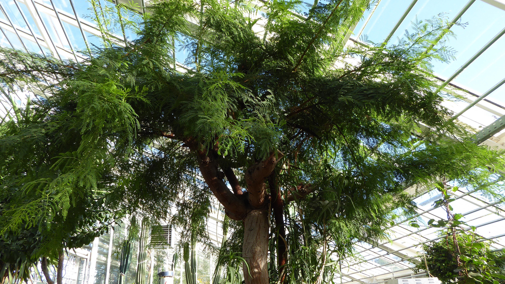 Karroo-akacie - Acacia karroo