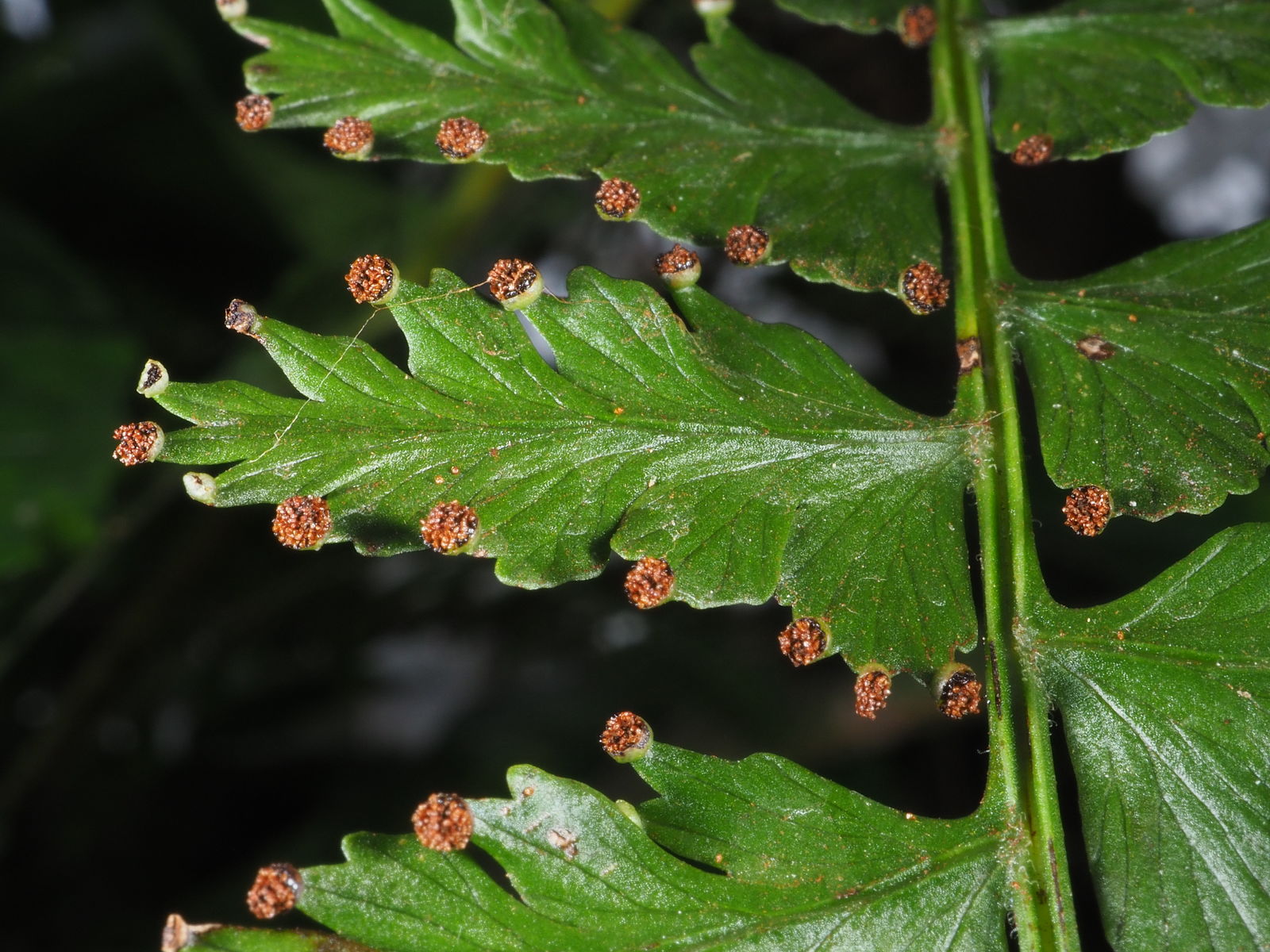 De små skålformede strukturer på bladranden indeholder brune sporangier. 