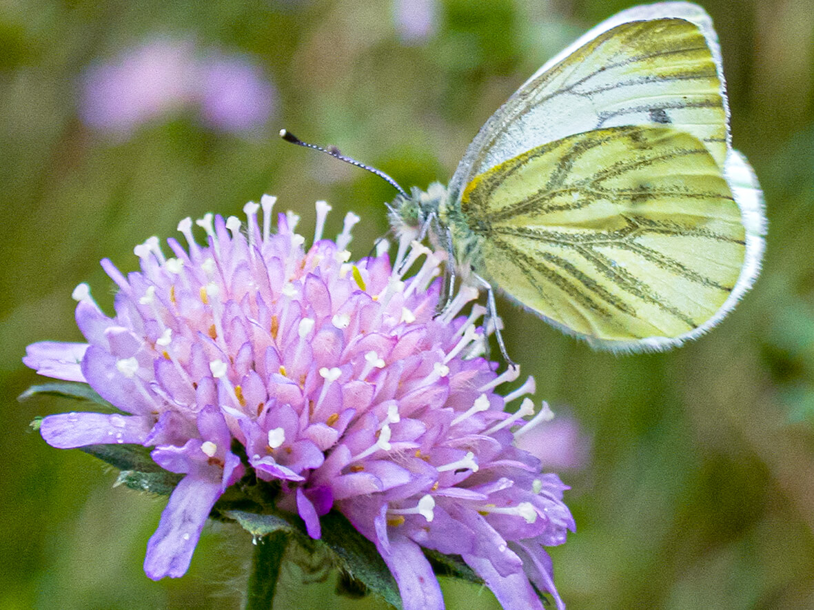 Blåhat (Knautia arvensis)