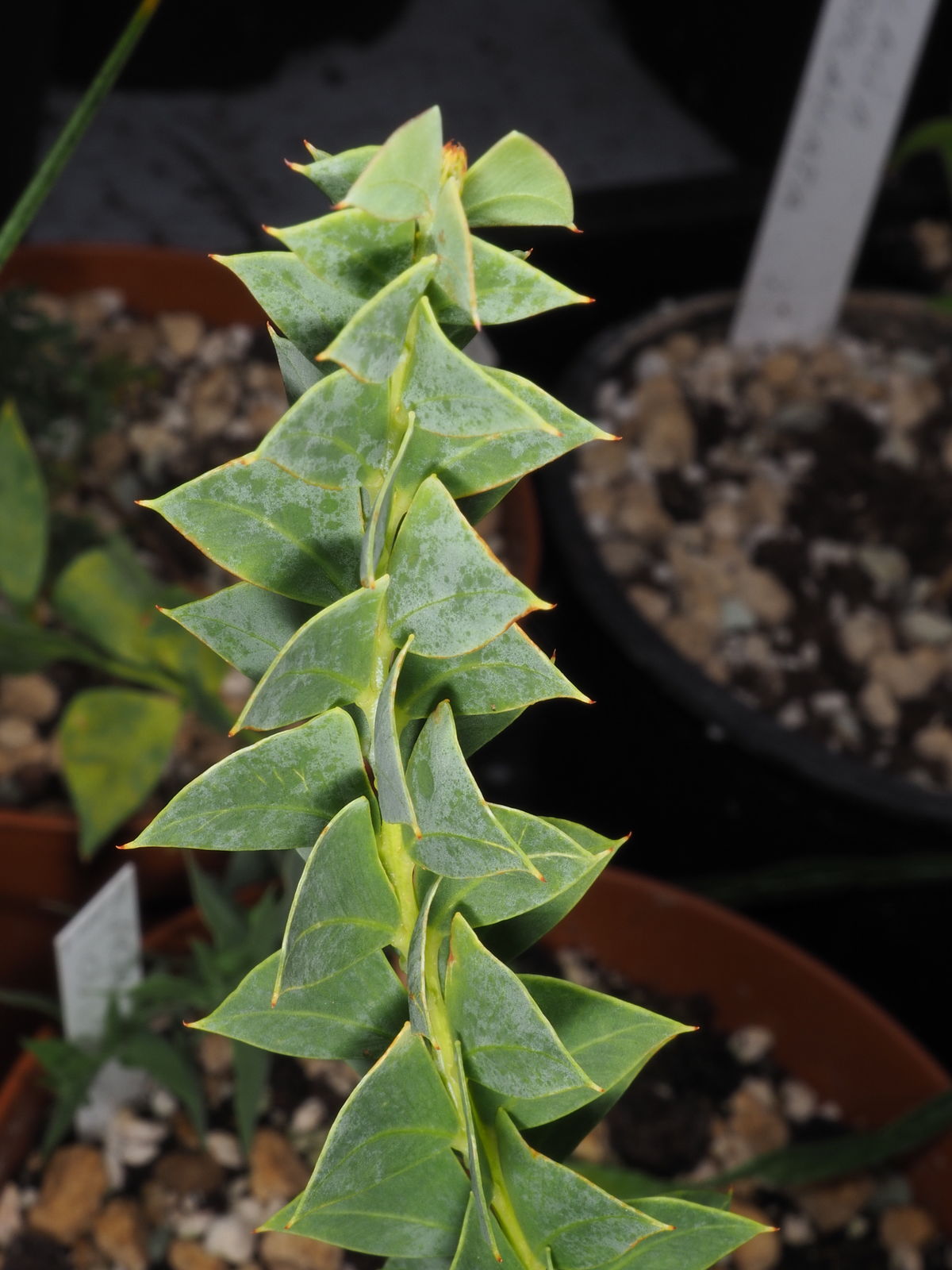 Bladstilke der ligner blade