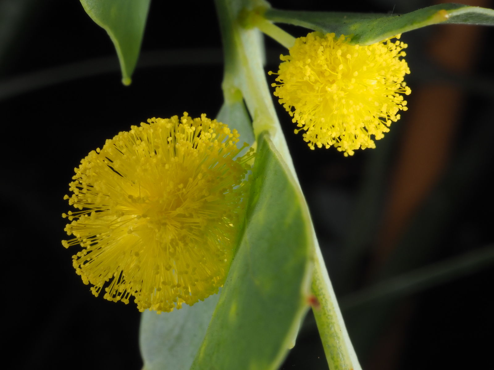 Knife-leaf wattle in bloom<br> Copyright Egon Krogsgaard