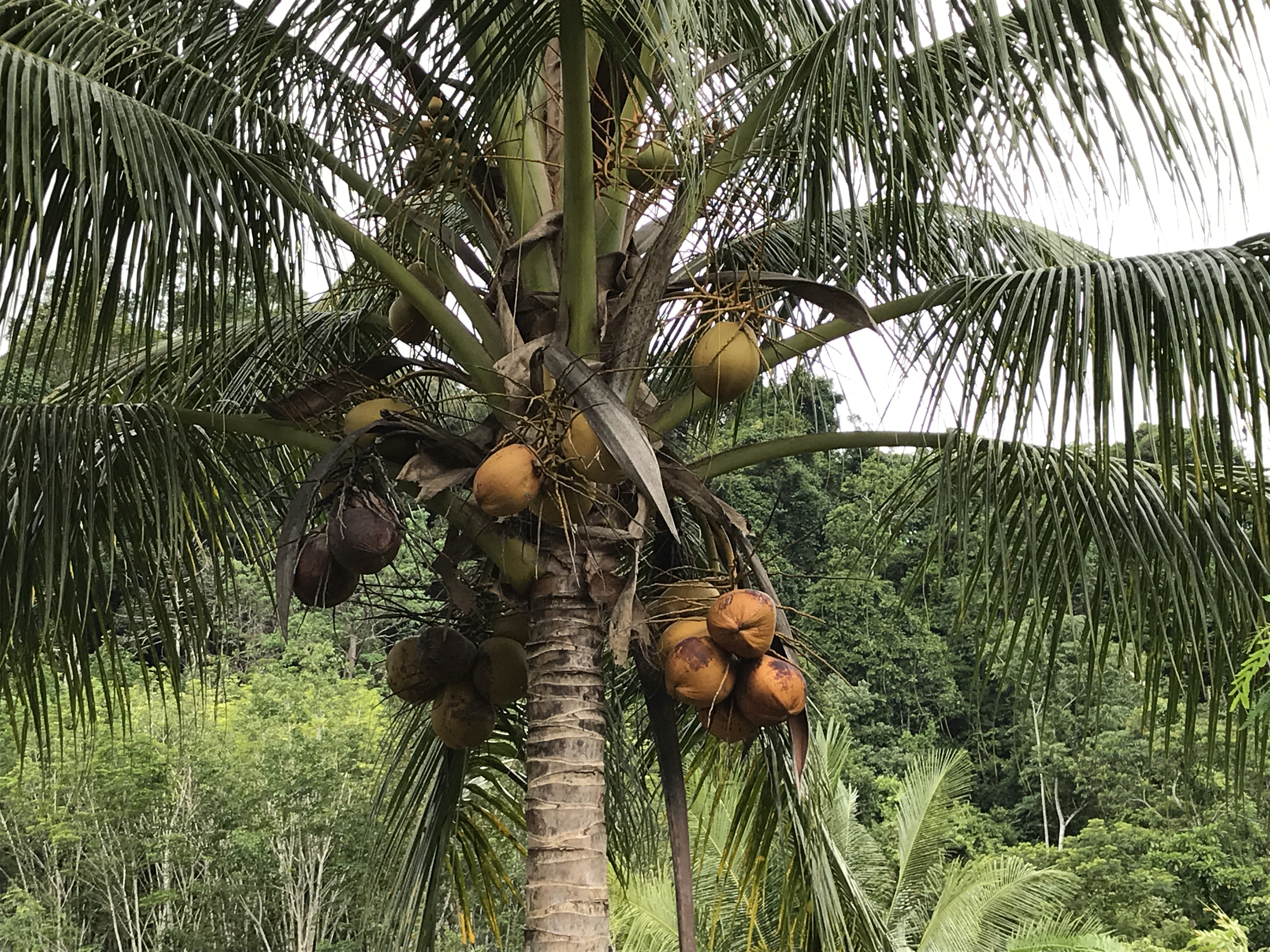 Kokospalme med modne frugter