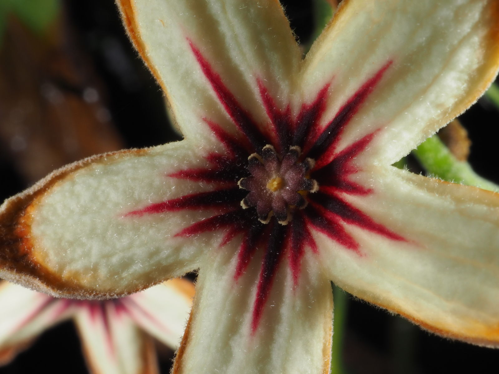 Close-up of the cola tree flower.