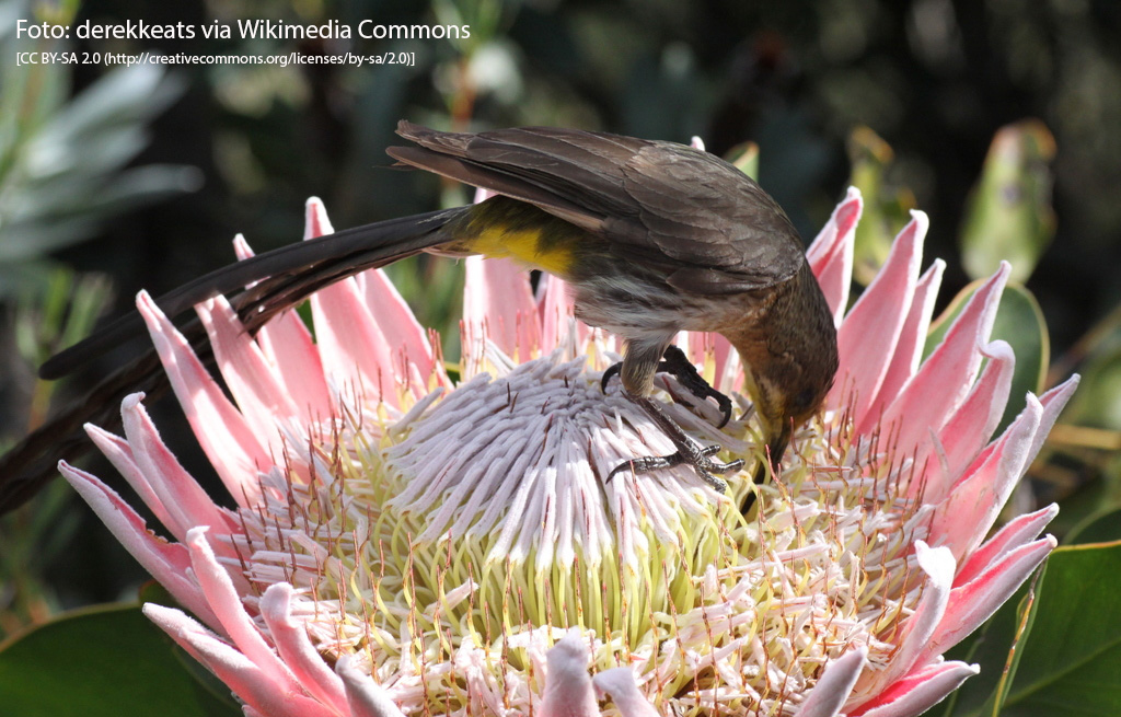 Bird sucking nectar from a flower of the king protea