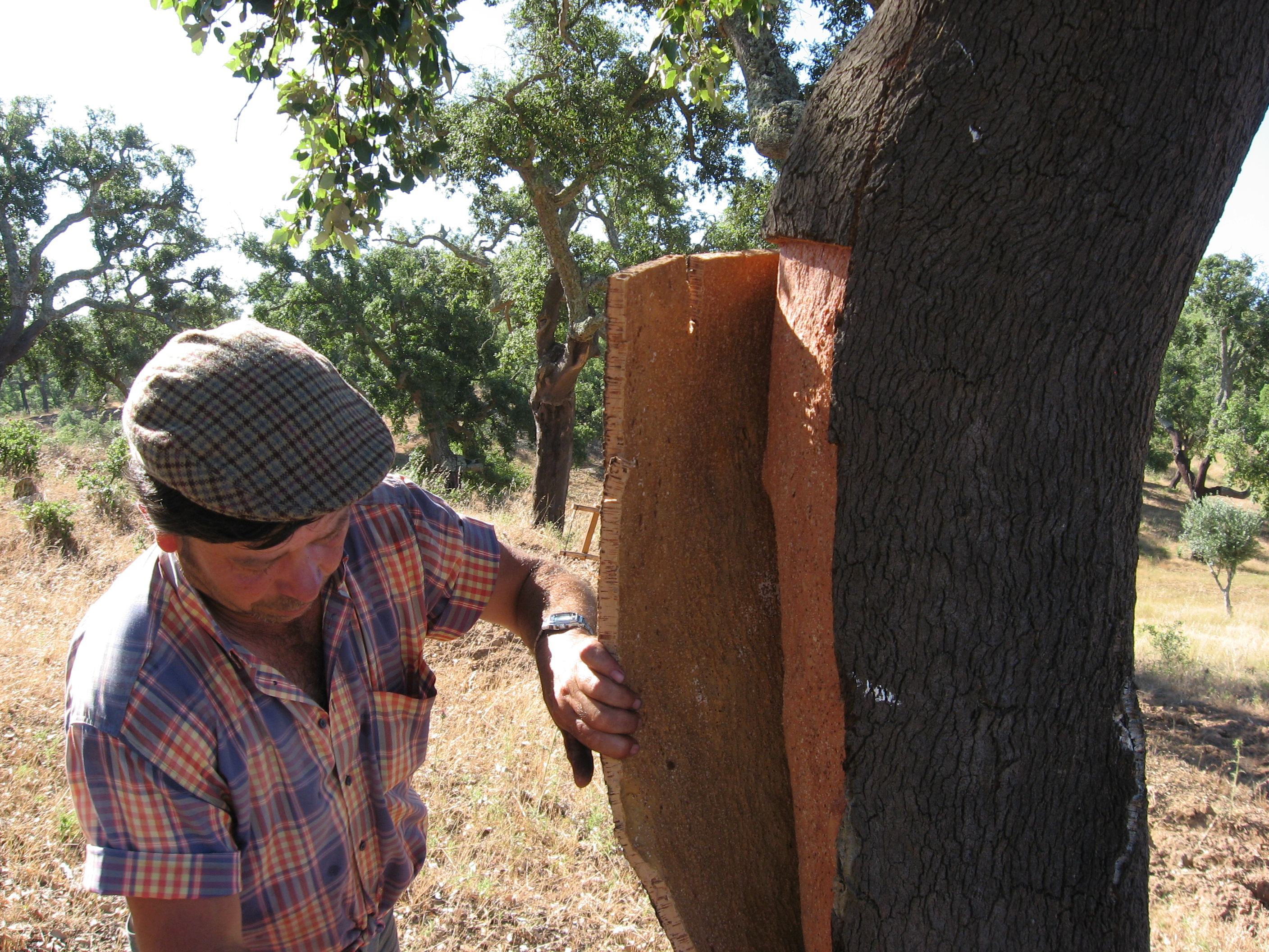 Cork bark harvesting