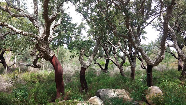 The dark reddish-brown trunks at the base of the trees are characteristic of cork oaks whose cork bark has recently been harvested.