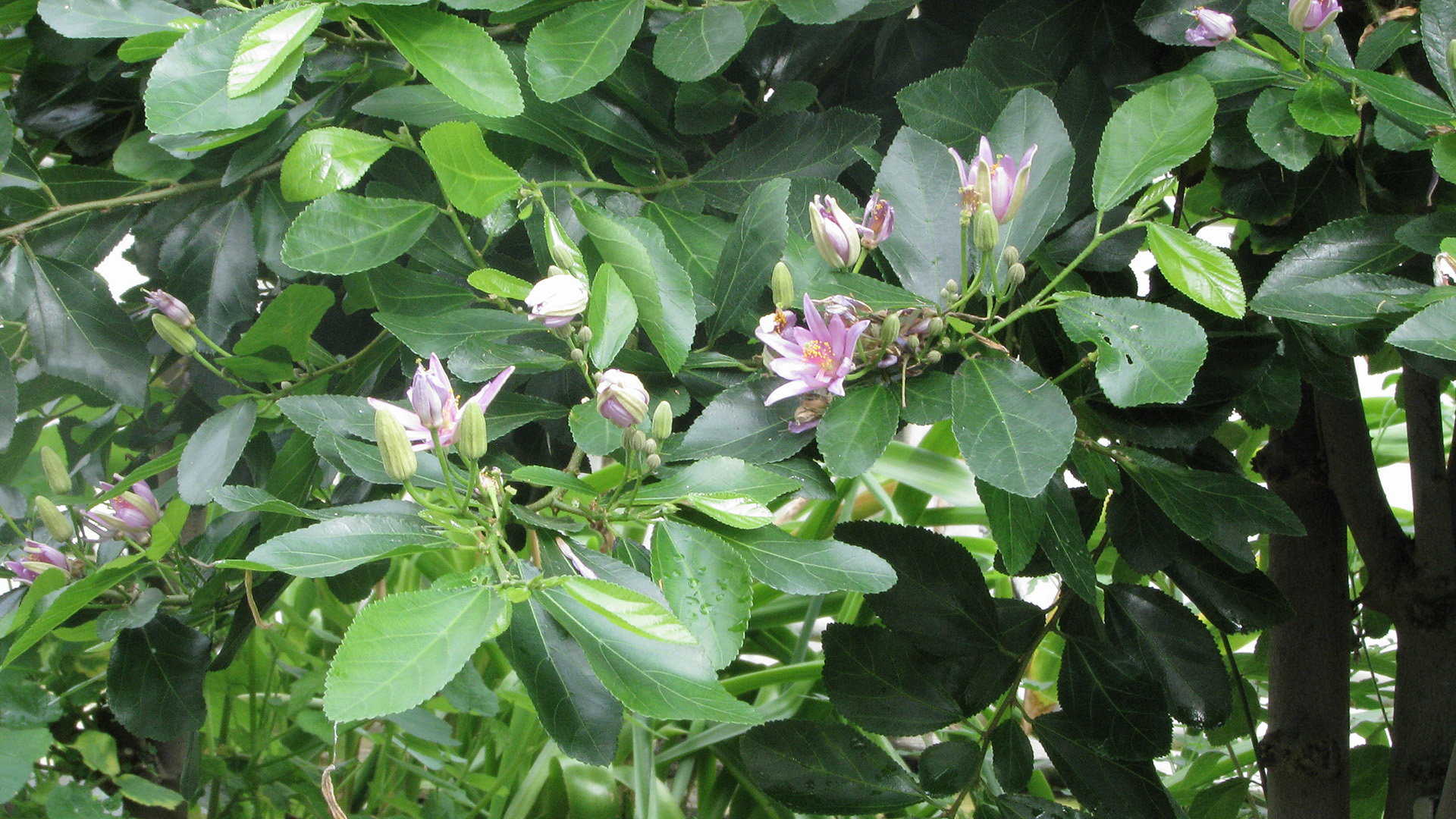 Korsbær - Grewia occidentalis