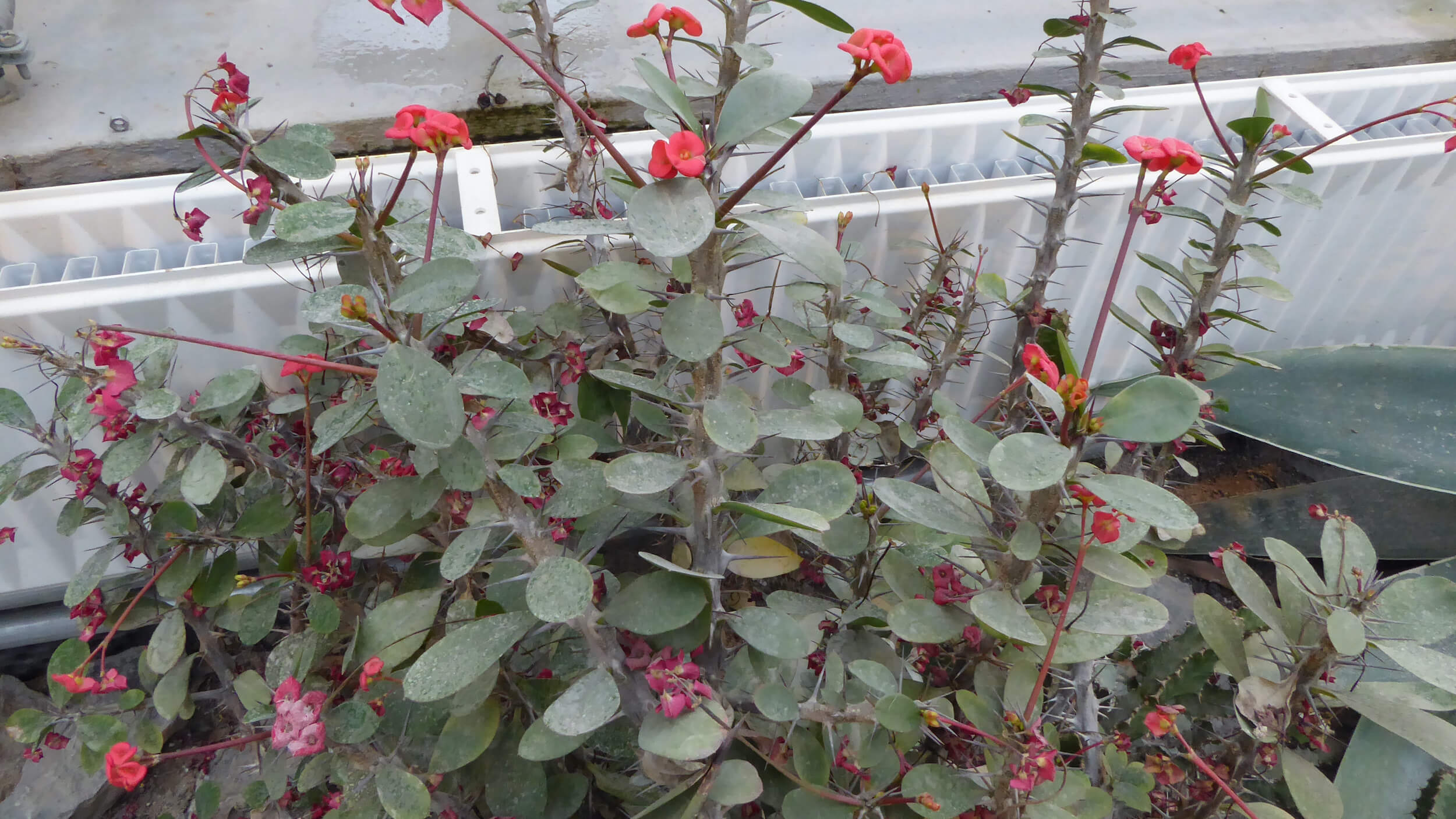 Crown of thorns