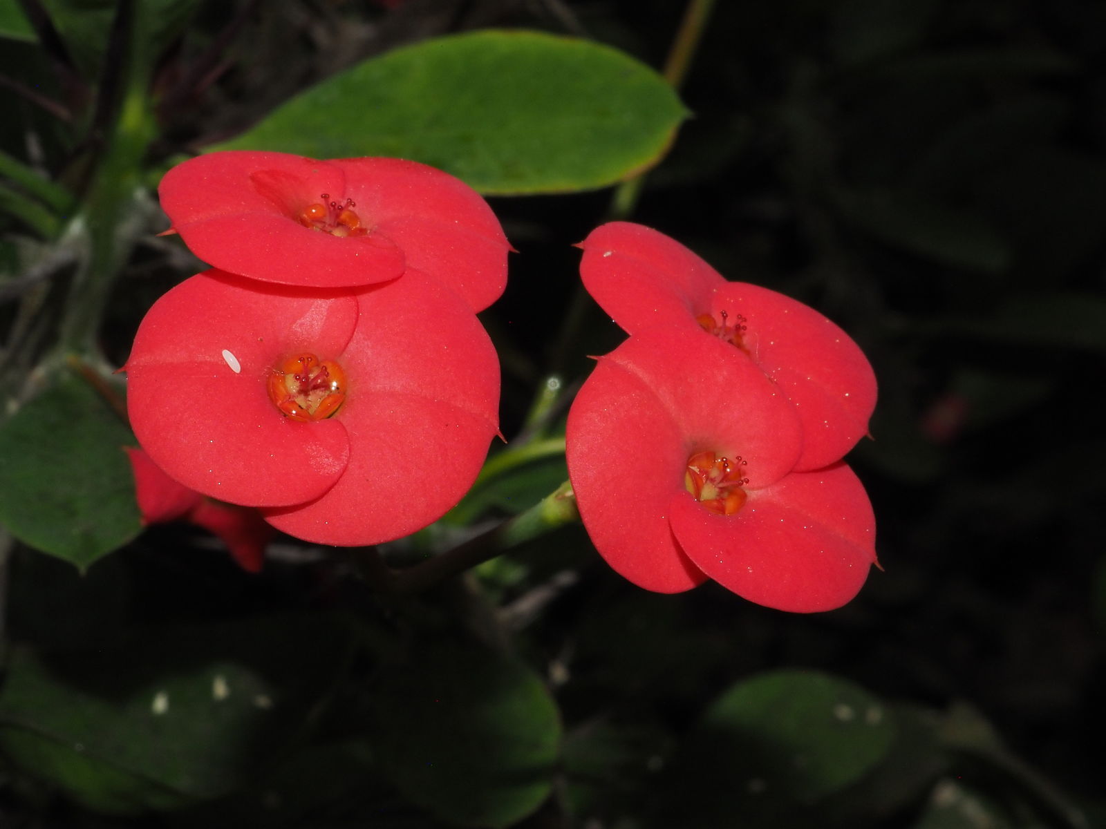 De meget små gullige blomster er omgivet af to store røde højblade