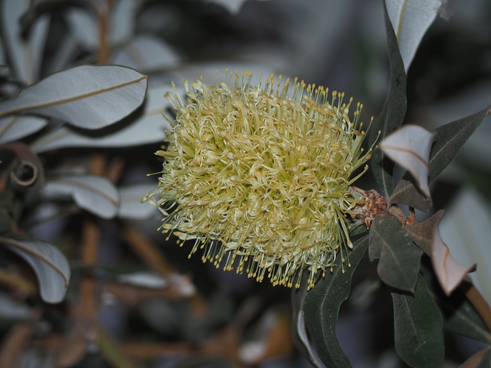 Blomstrende kyst-banksia