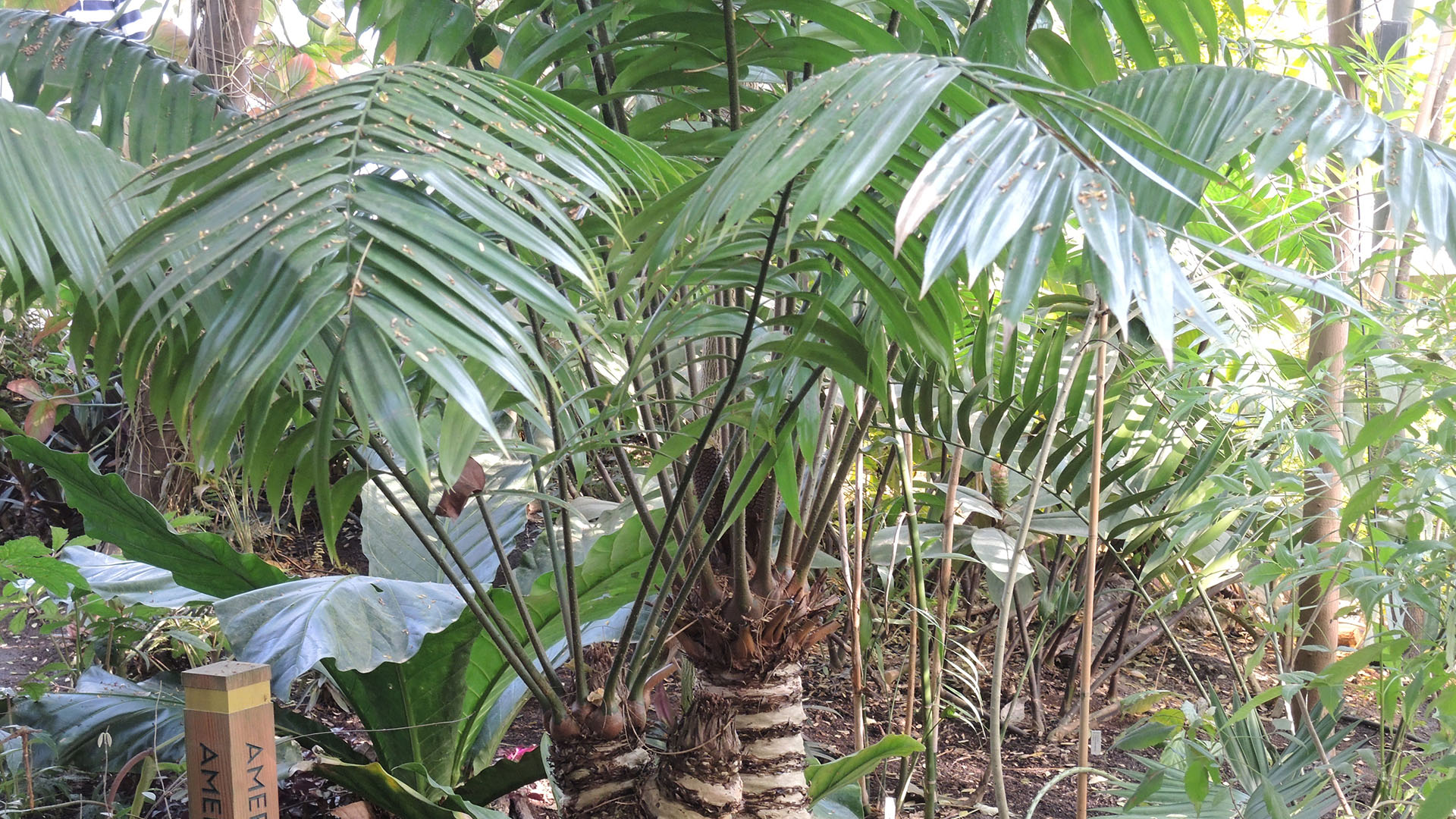 Kyst-zamia (Zamia poeppigiana) i Væksthusene i Aarhus