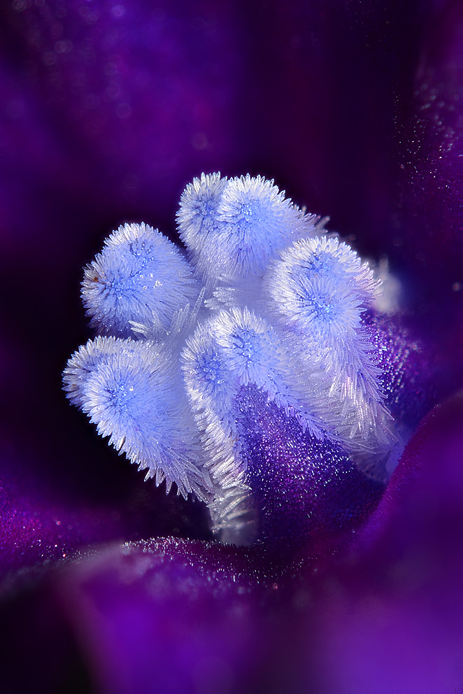 Close-up of Common bugloss (Anchusa officinalis )