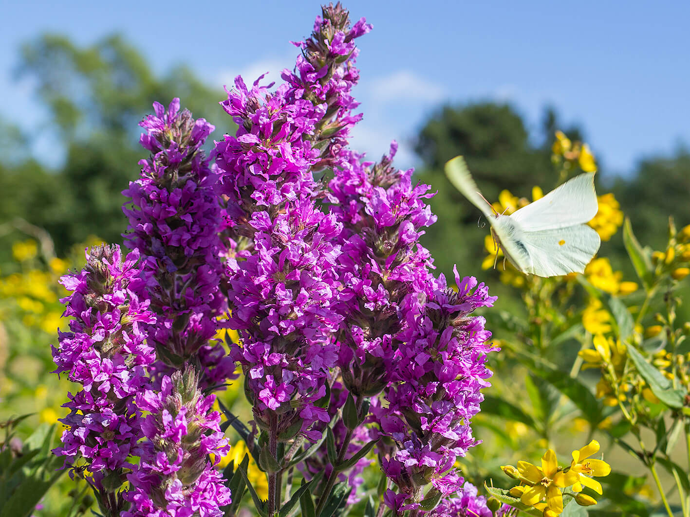 Kattehale (Lythrum salicaria)