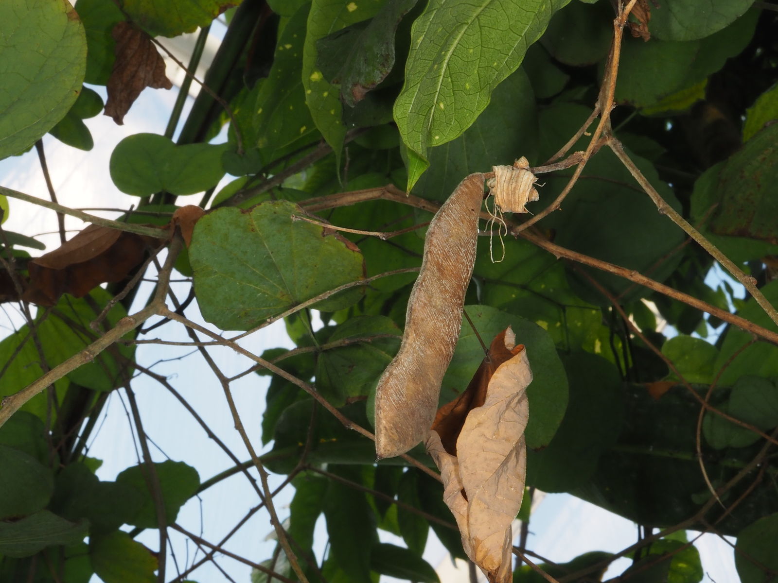 Macatræets frugt er en bælg med frø indeni, på samme måde som ærteplantens frugter er bælge med frø – ærter – indeni. Begge planter tilhører ærteblomstfamilien (Fabaceae), som netop er karakteriseret ved blandt andet at danne bælgfrugter.