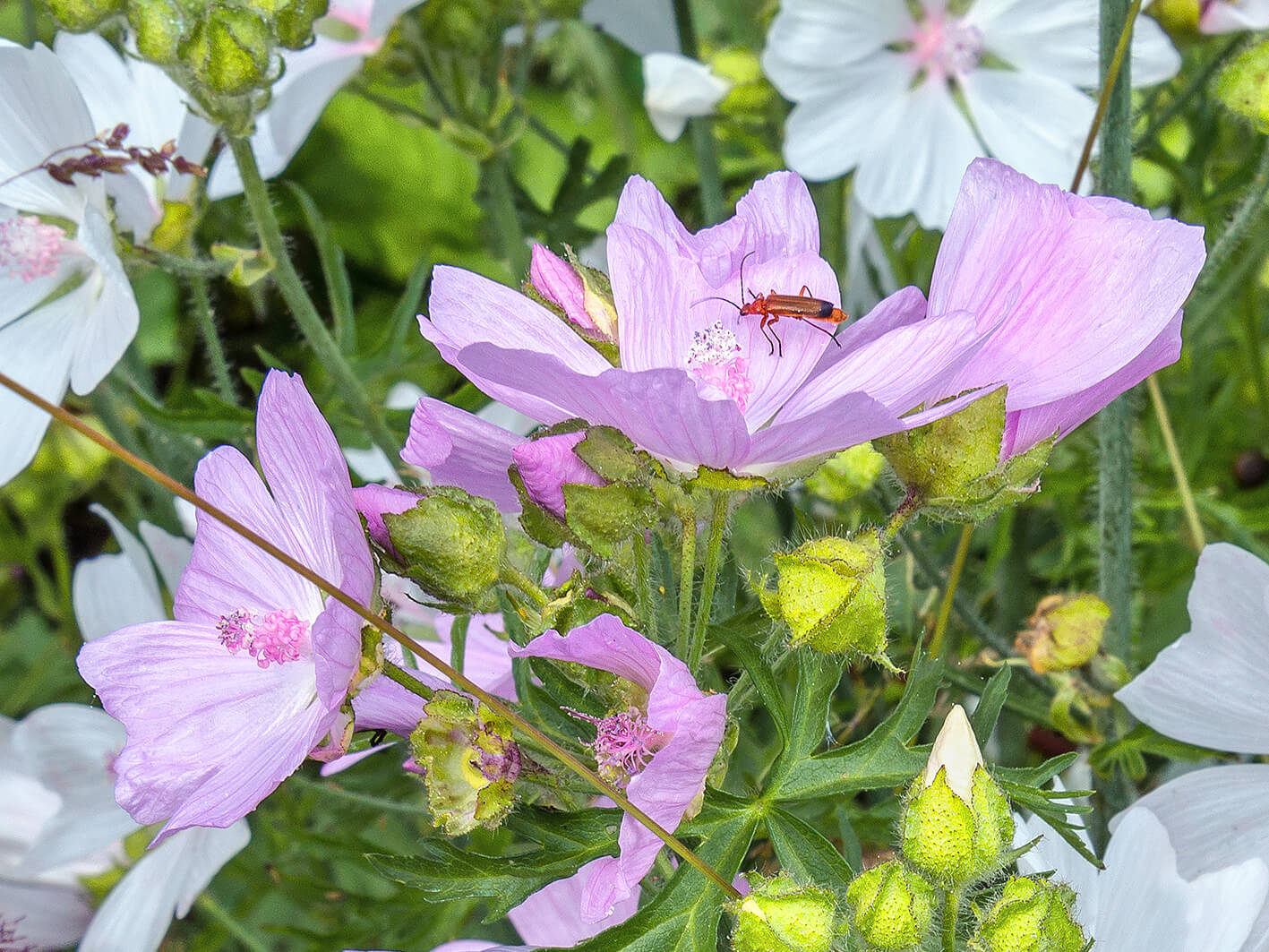 Musk mallow (Malva moschata)