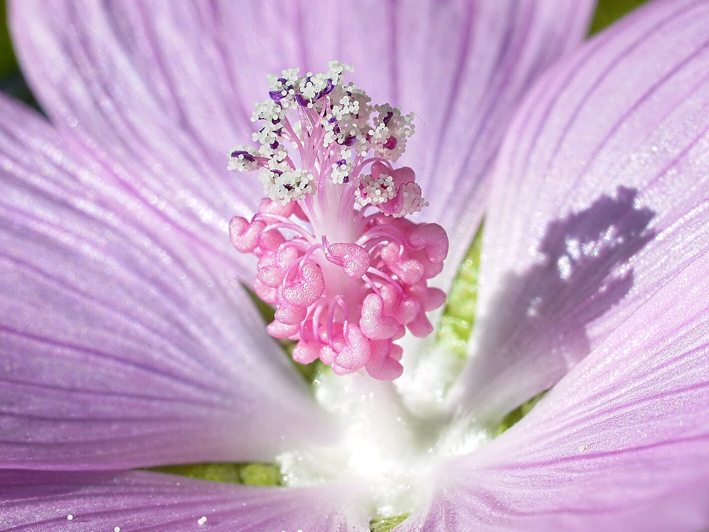Musk mallow (Malva moschata)