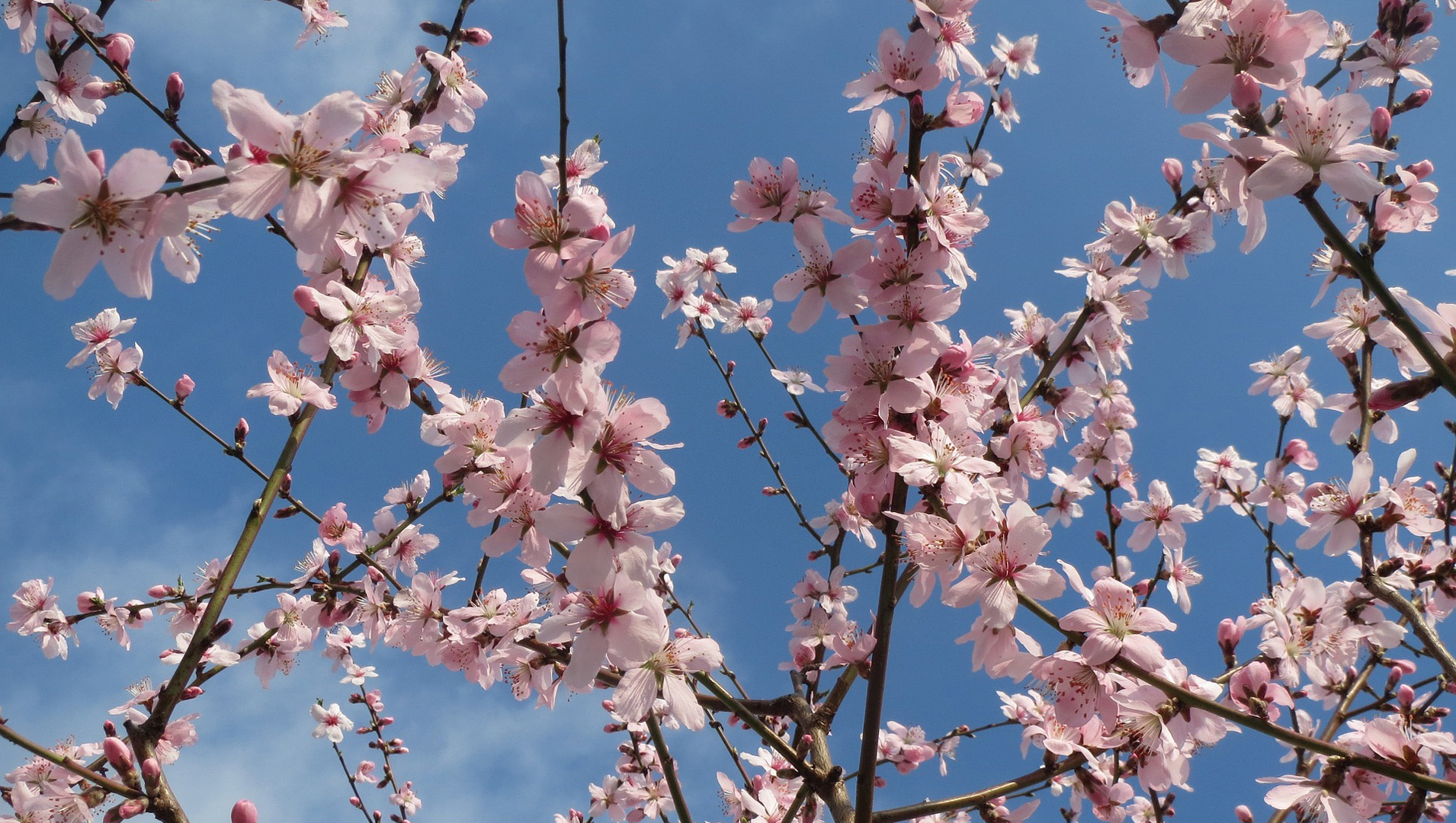 [Translate to English:] Blomstrende mandeltræ