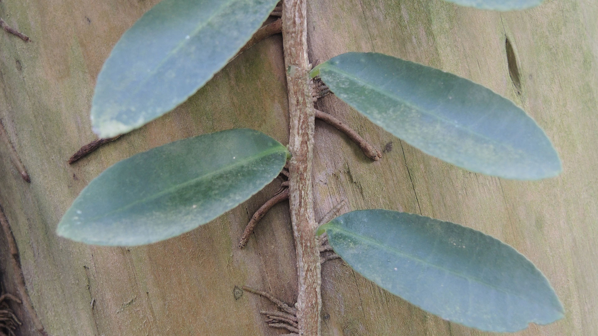 Klatrende marcgravia (Marcgravia umbellata)