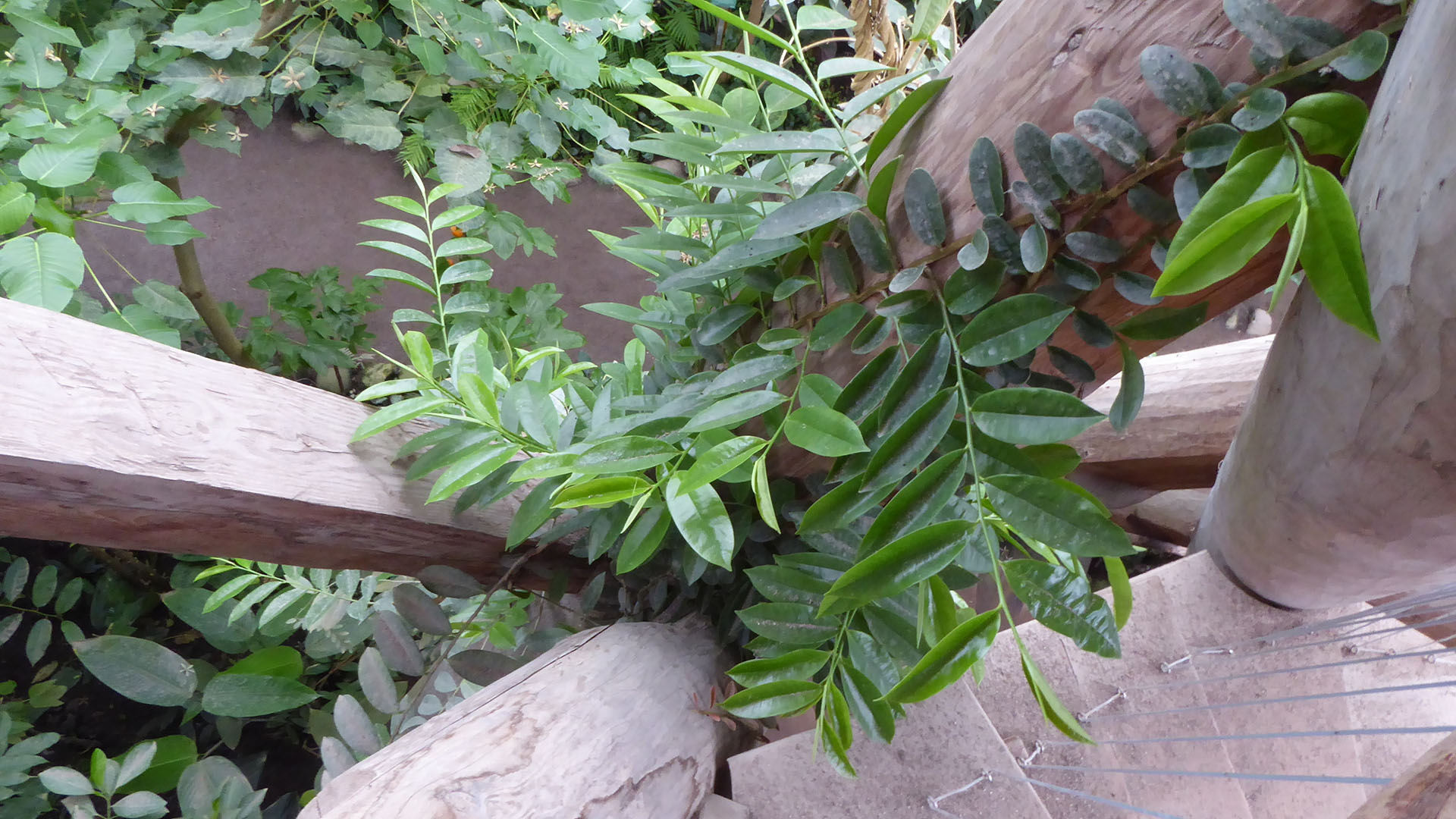 Marcgravia der klatrer